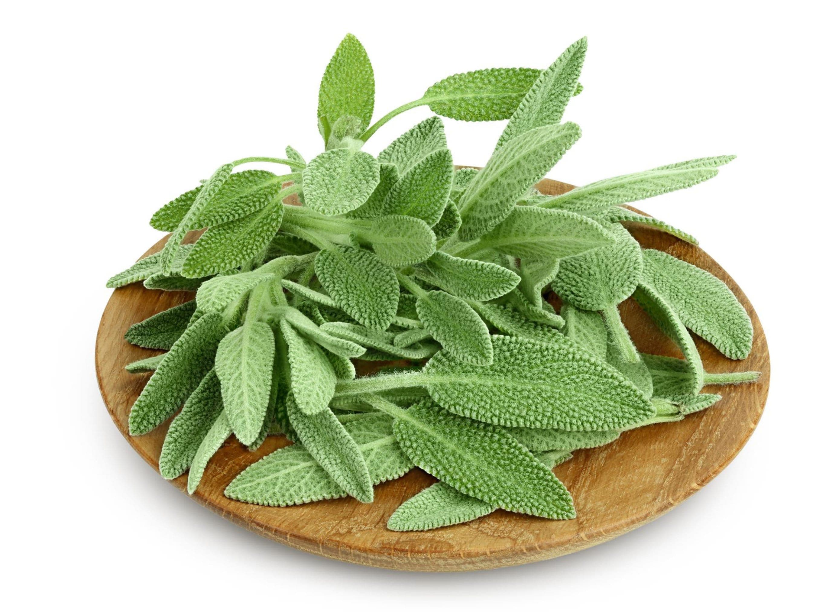 Broadleaf Sage Seeds - Organic & Non Gmo Sage Seeds - Heirloom Sage Seeds - Fresh USA Grown Seeds - Grow Your Own Fresh Sage Right At Home