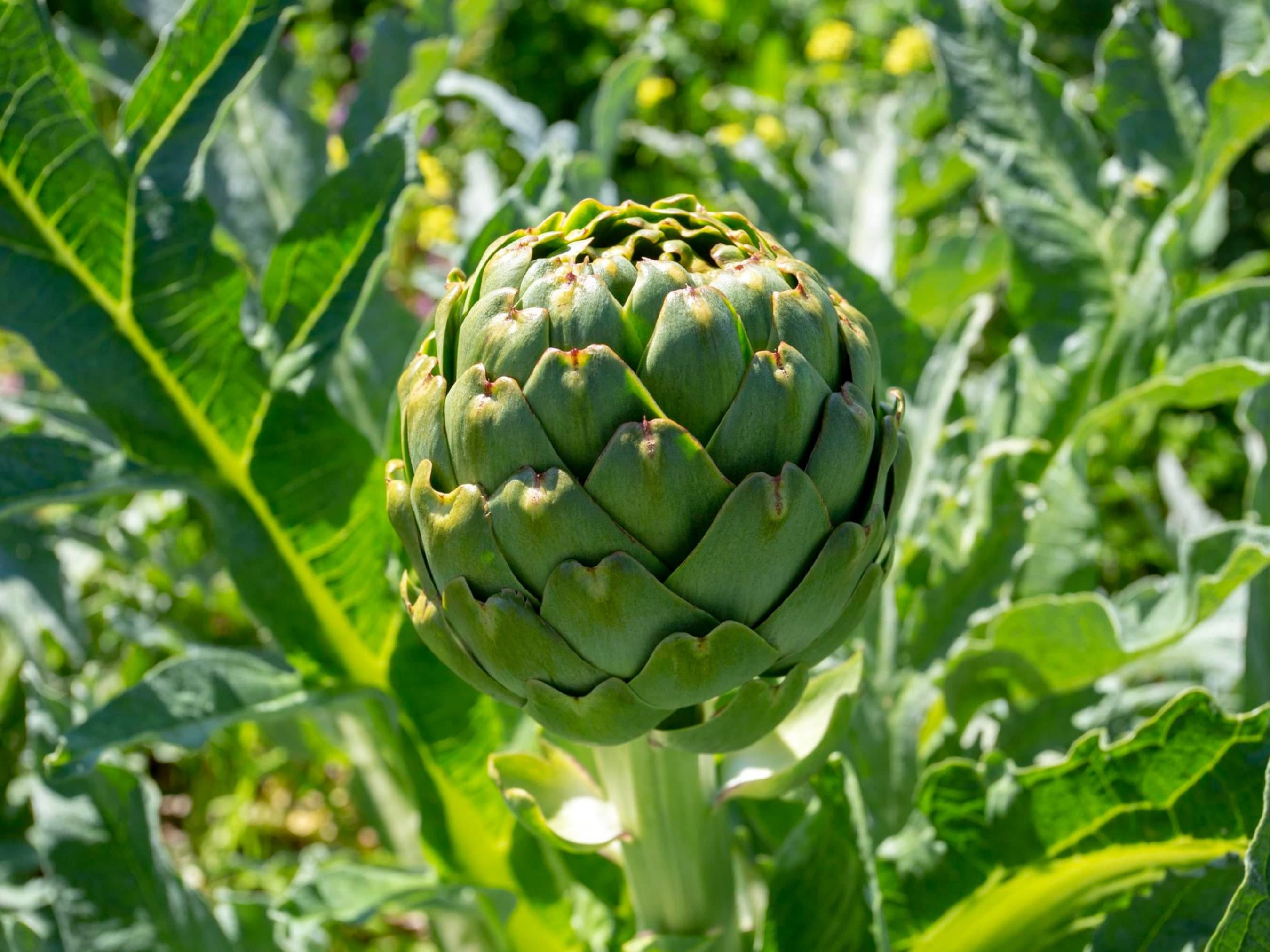 Artichoke Seeds - Organic & Non Gmo Artichoke Seeds - Heirloom Seeds - Fresh USA Grown Seeds - Green Globe Variety - Grow Your Own Food - image 3