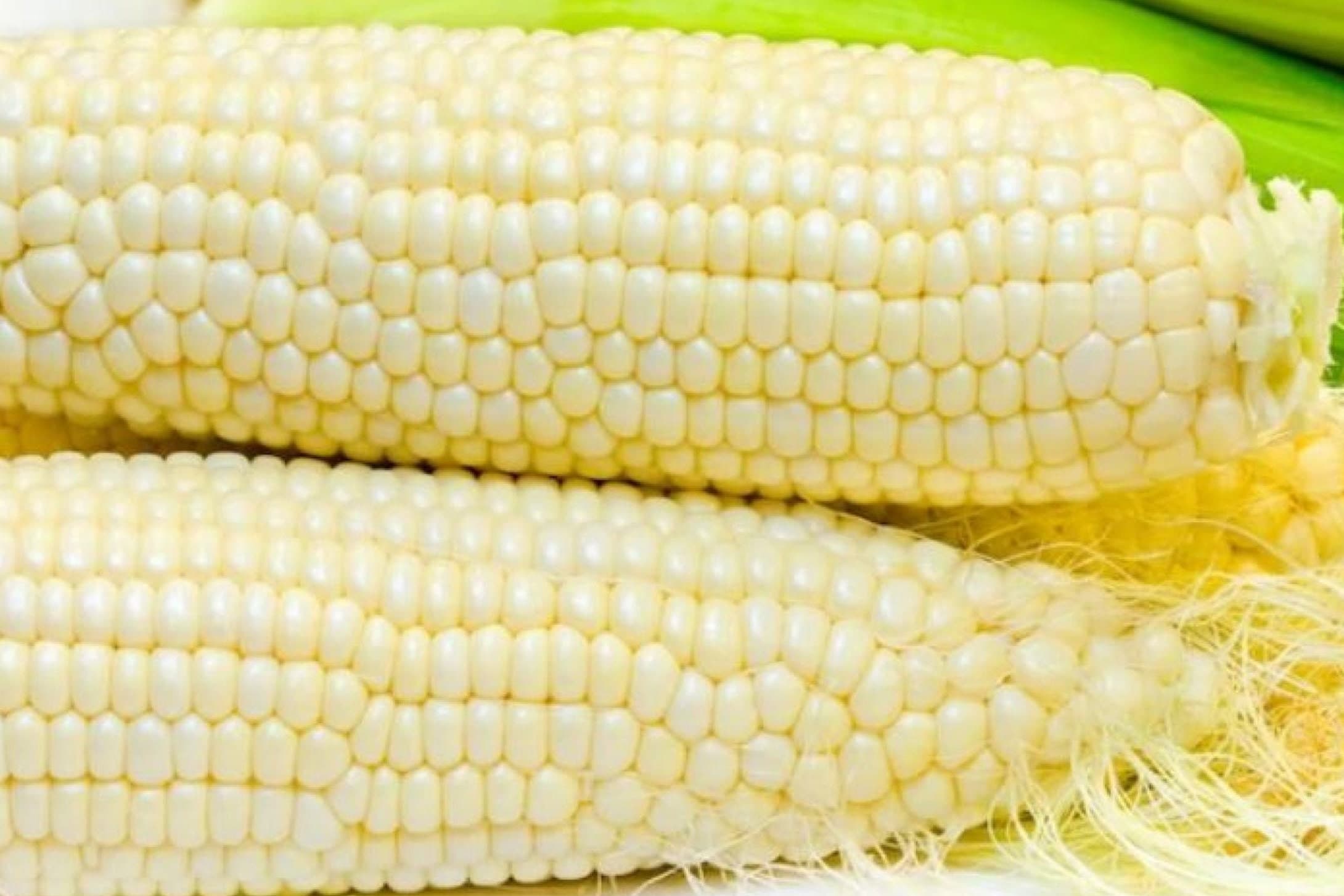 Truckers Favorite White Sweet Corn Seeds - Organic & Non Gmo Corn Seeds - Heirloom Seeds – Vegetable Seeds - USA Garden Seeds