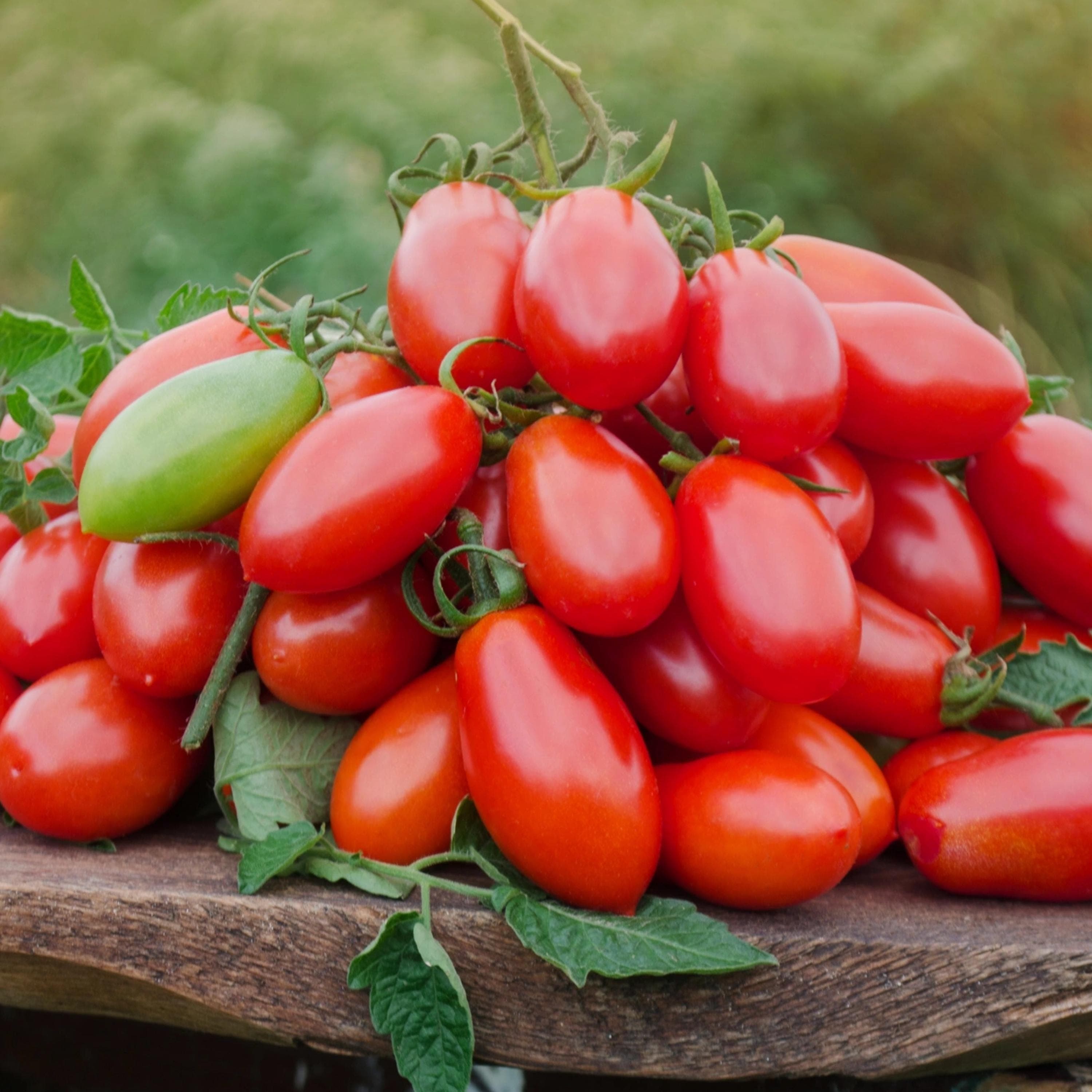 Roma Tomato Seeds - Organic & Non Gmo Tomato Seeds - Heirloom Seeds - Grow Your Own Tomatoes At Home - image 5
