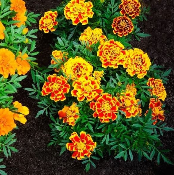 Jumbo Marigold Crackerjack Mixed Flower Seeds - Organic & Non Gmo Flower Seeds - Fresh USA Grown Seeds - Grow Your Own Flowers At Home! - image 3