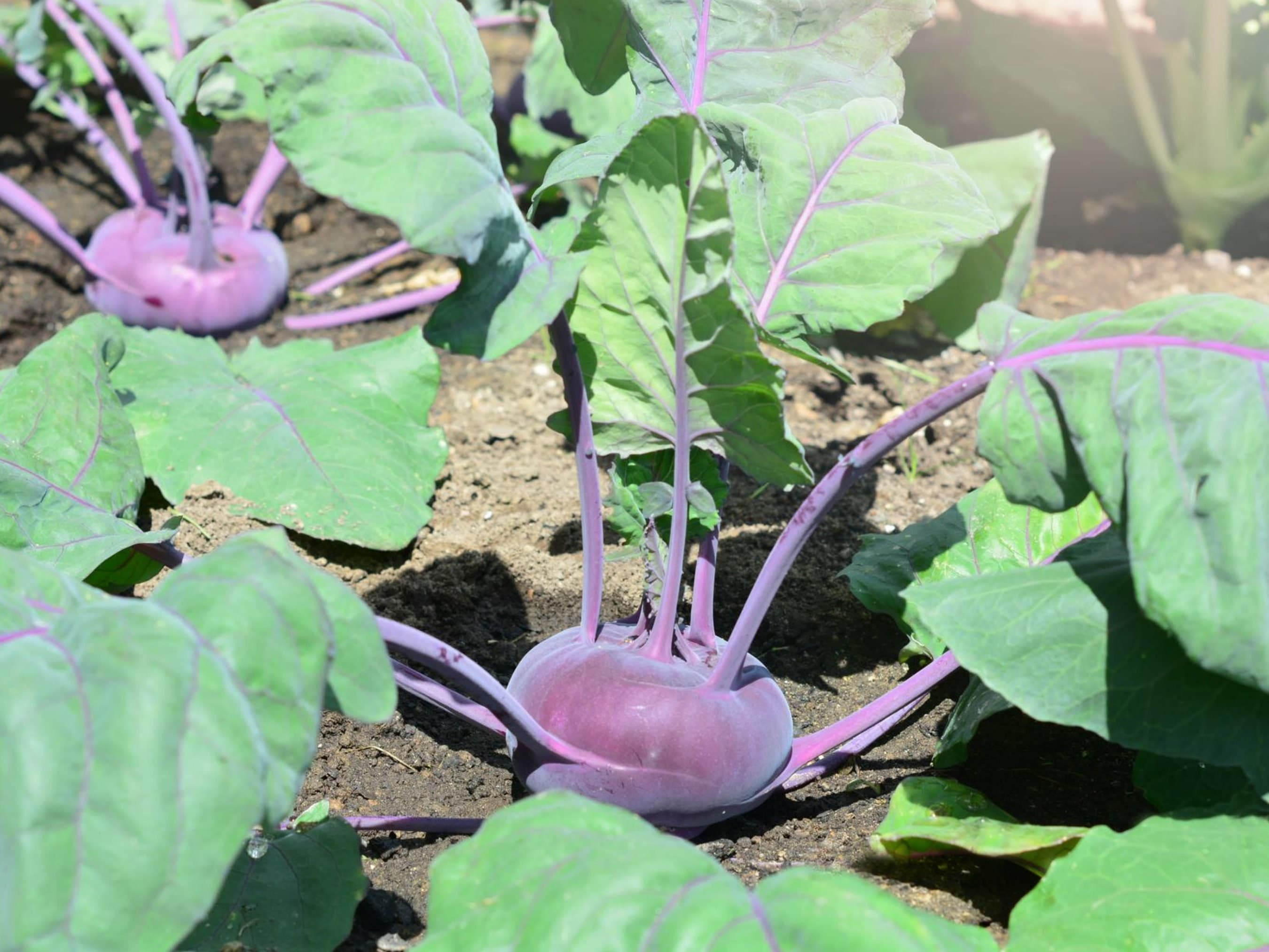 Purple Kohlrabi Seeds - Organic & Non Gmo Heirloom Seeds - Fresh USA Grown Seeds