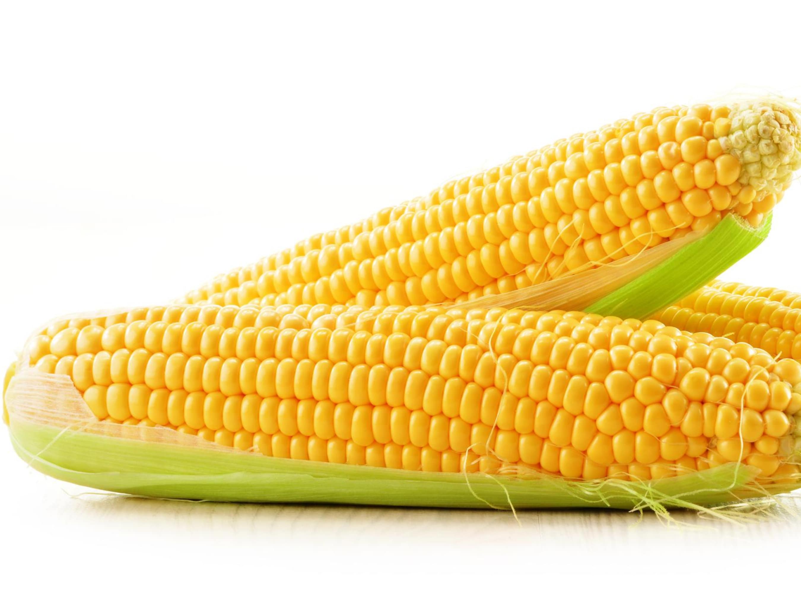 Golden Bantam Corn Seeds - Organic & Non-GMO - Heirloom - Grow Your Own Sweet Corn At Home