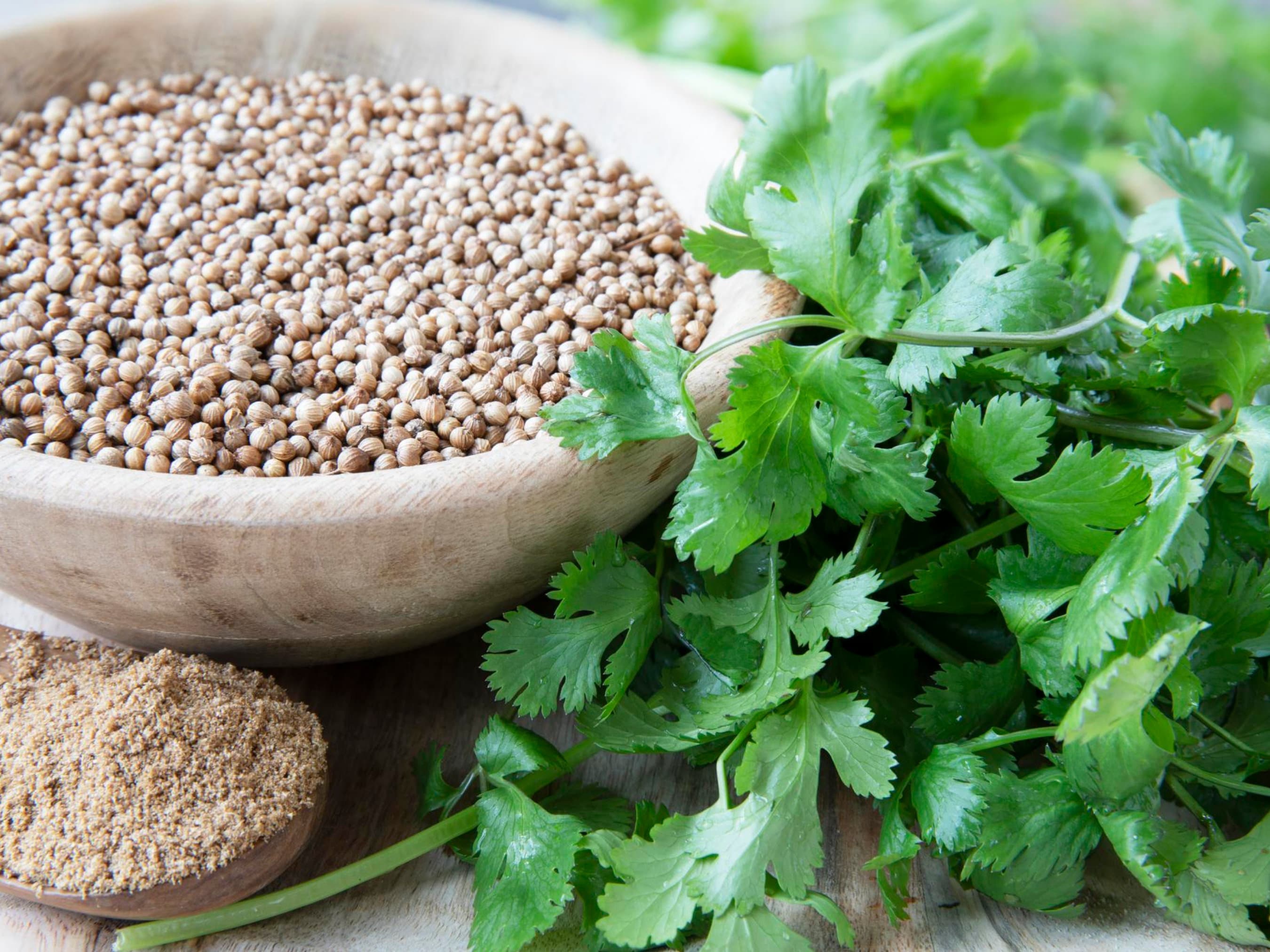 Coriander Seeds - Organic & Non Gmo Coriander Seeds - Heirloom Seeds - Fresh USA Grown Seeds - Grow Your Own Fresh Herbs At Home!