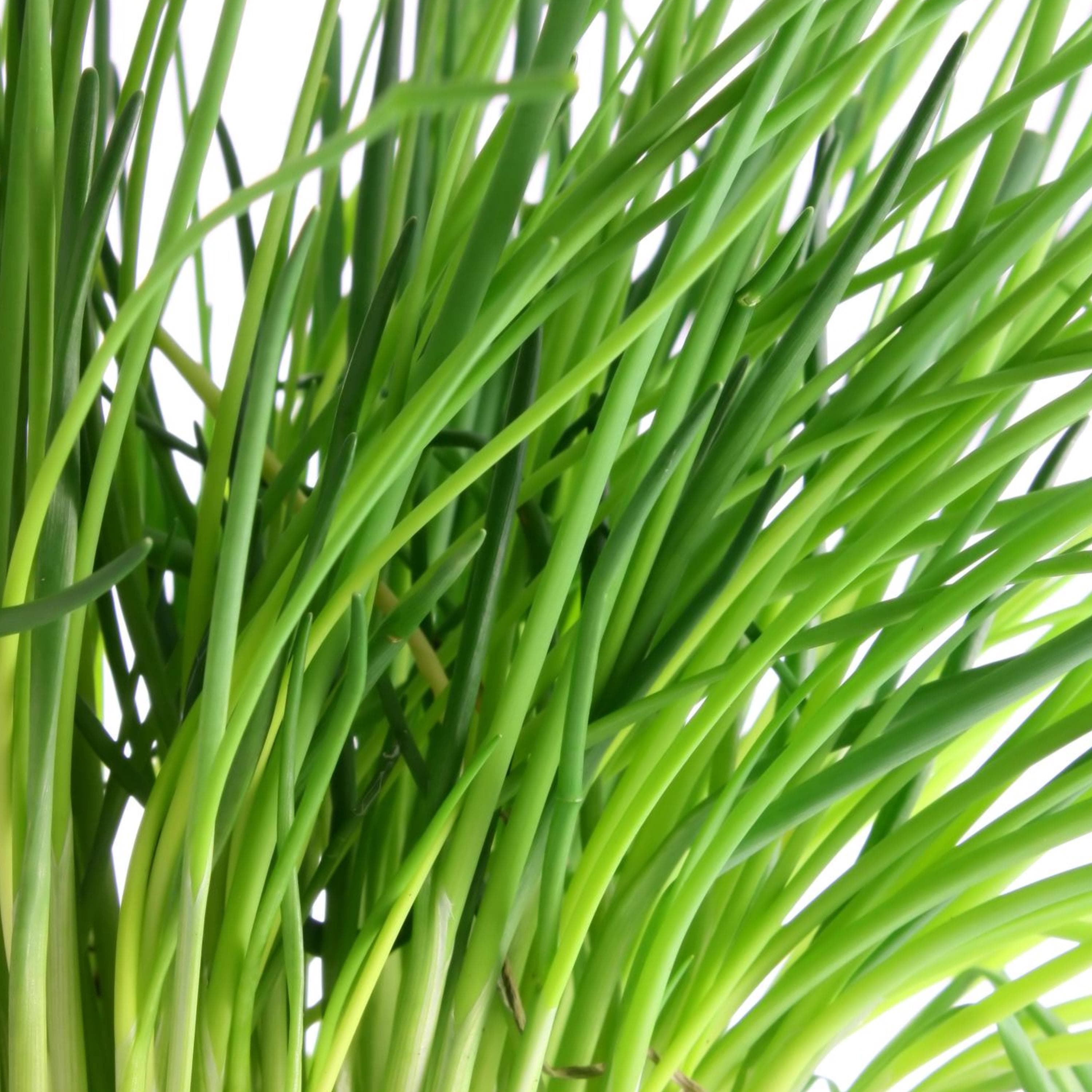 Chive Seeds - Organic & Non Gmo Chive Seeds - Heirloom Herb Seeds - Fresh USA Grown Seeds - Grow Your Own Fresh Chives Right At Home!