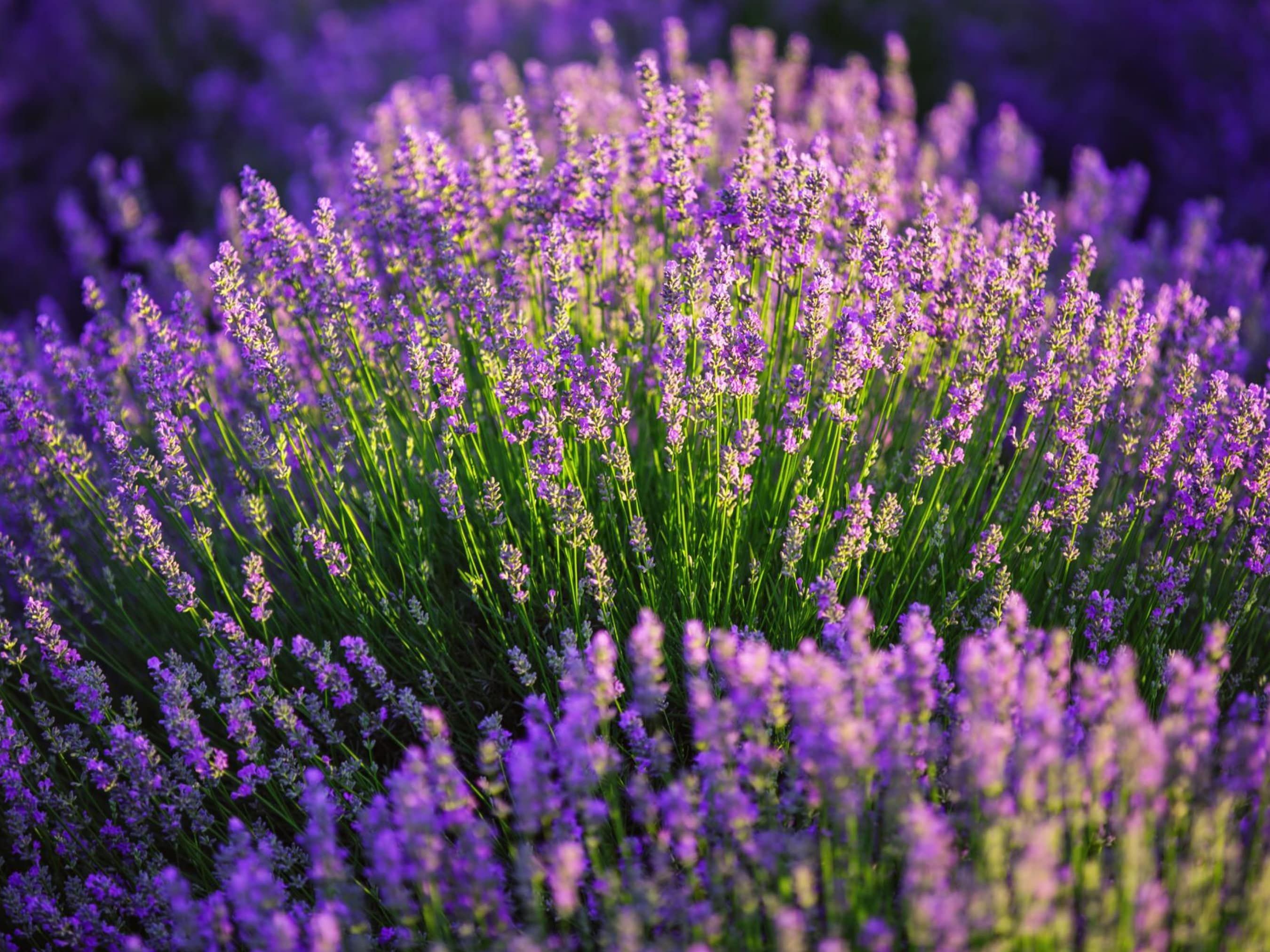Lavender Seeds - Organic & Non Gmo Lavender Seeds - Vera English Variety - Grow Your Own Fresh Lavender At Right Home - Fresh USA Grown