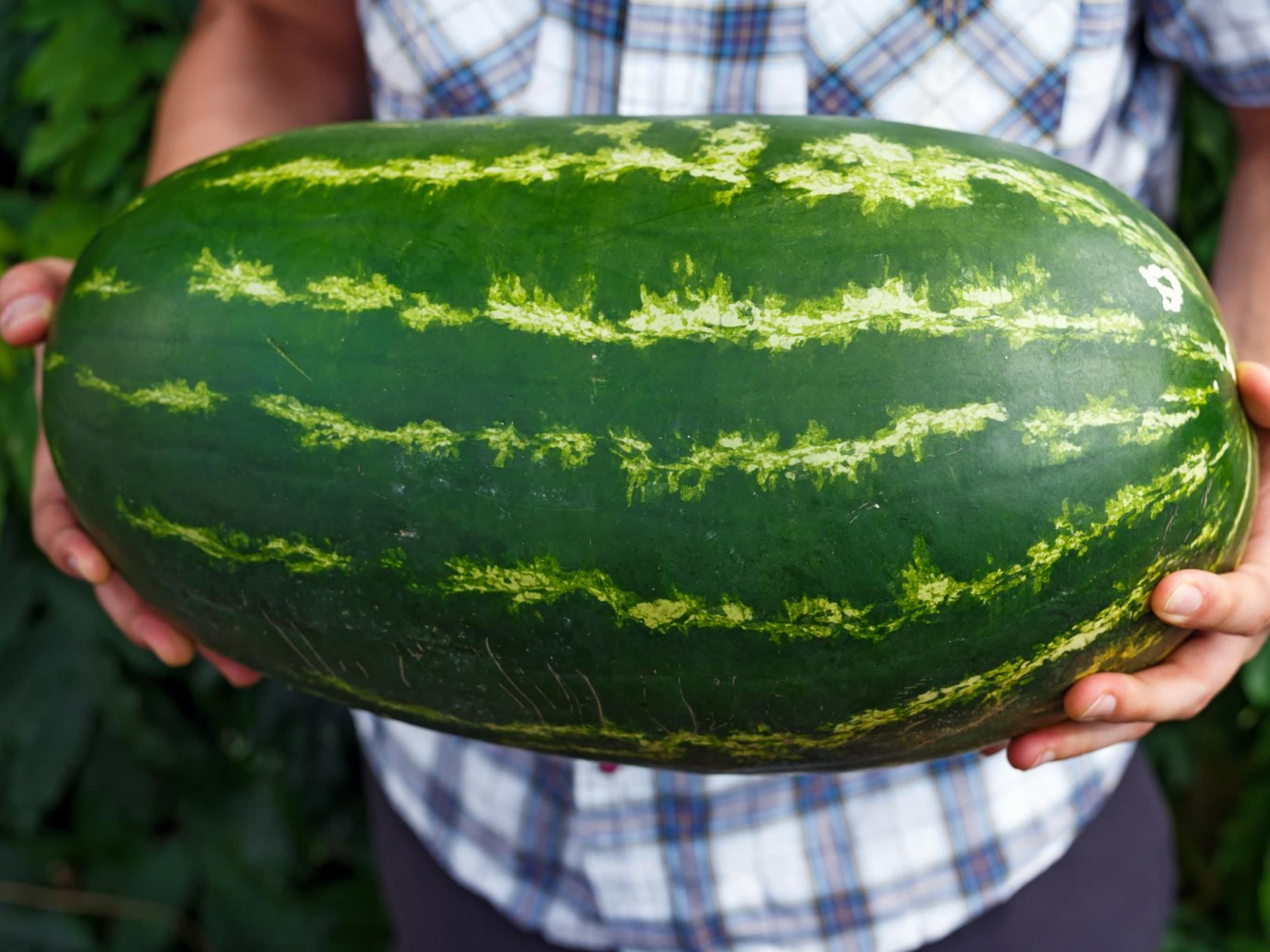 Giant Watermelon Seeds - Organic & Non Gmo Watermelon Seeds - Heirloom Seeds - Fresh USA Grown Seeds - Grow Your Own Watermelon At Home!