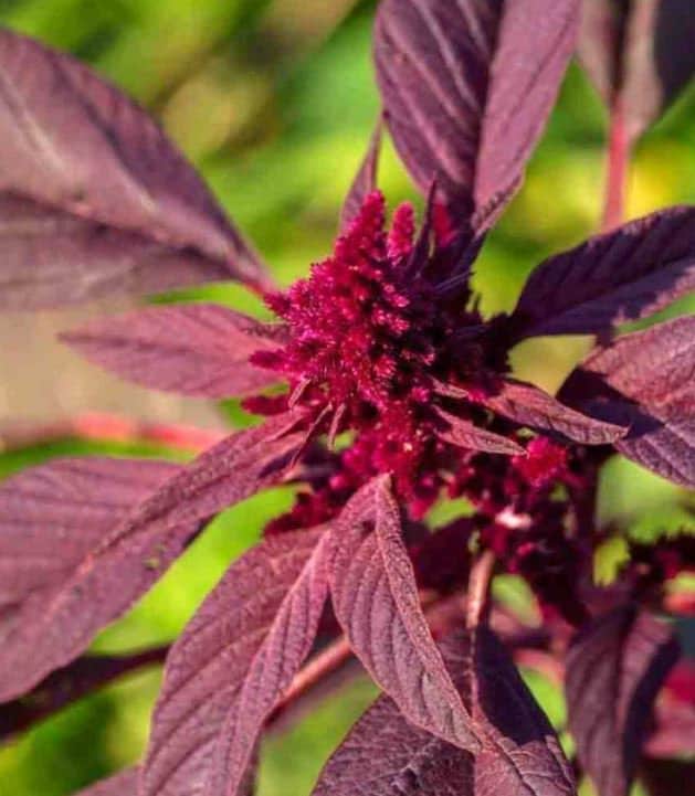 Red Amaranth Seeds - Organic & Non Gmo - Heirloom – Flower Seeds - USA Garden Seeds - Grow Your Own Herbs At Home