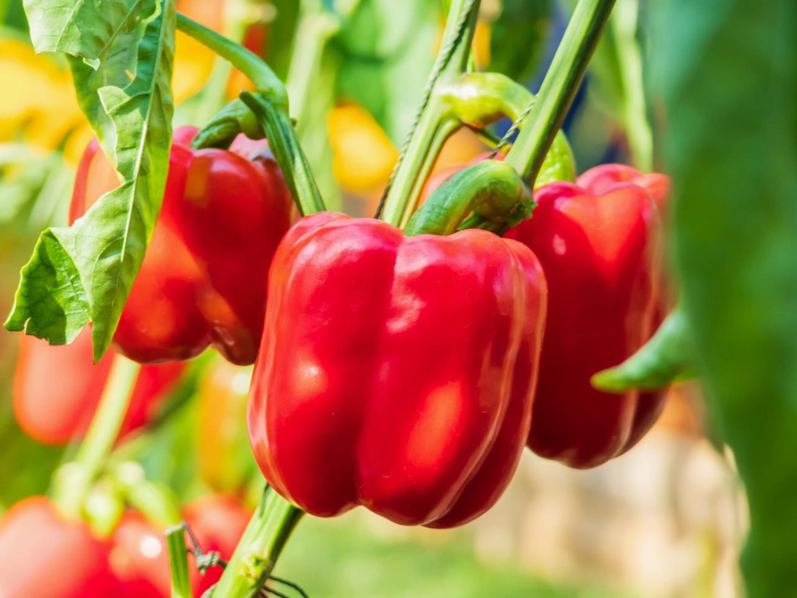 Red Bell Pepper Seeds - Organic & Non-GMO - Grow Your Own Food At Home