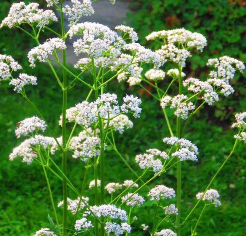Anise Herb Seeds - Organic & Non Gmo Herb Seeds - Heirloom Seeds - Fresh USA Grown Seeds - Grow Your Own Food At Home!