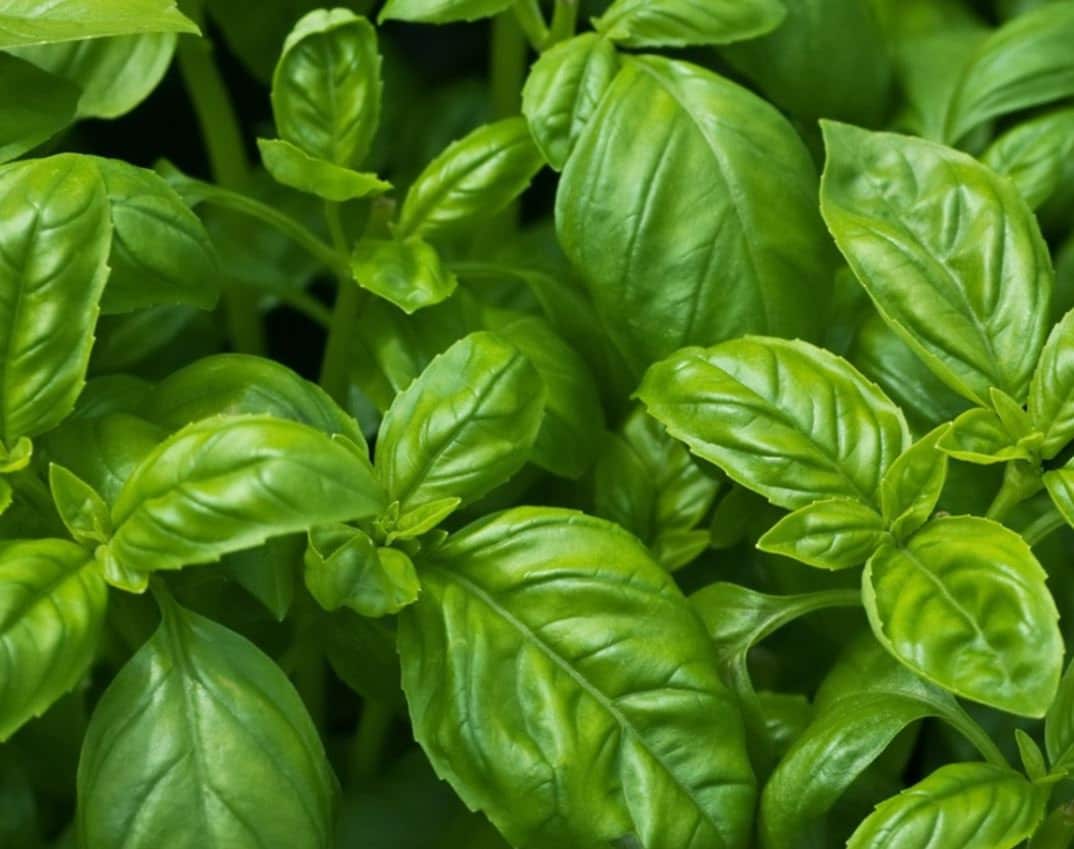 Lemon Basil Seeds - Organic & Non Gmo - Heirloom Seeds - Fresh USA Grown Seeds - Grow Your Own Lemon Basil At Home!
