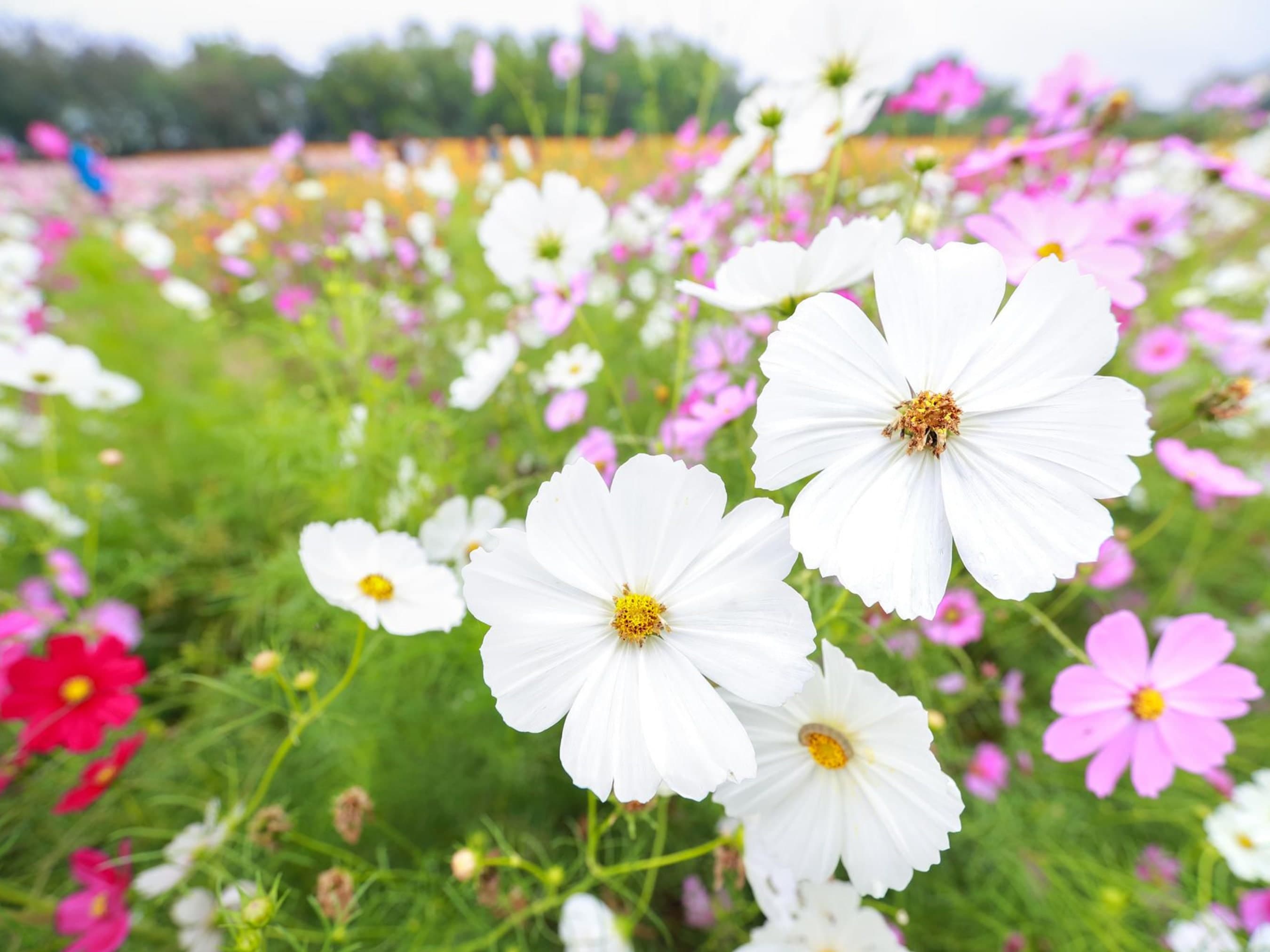 Hummingbird & Butterfly Flower Seed Mix - Attract Pollinators To Your Garden - Non Gmo Flower Seeds - Grow Your Own Flowers At Home
