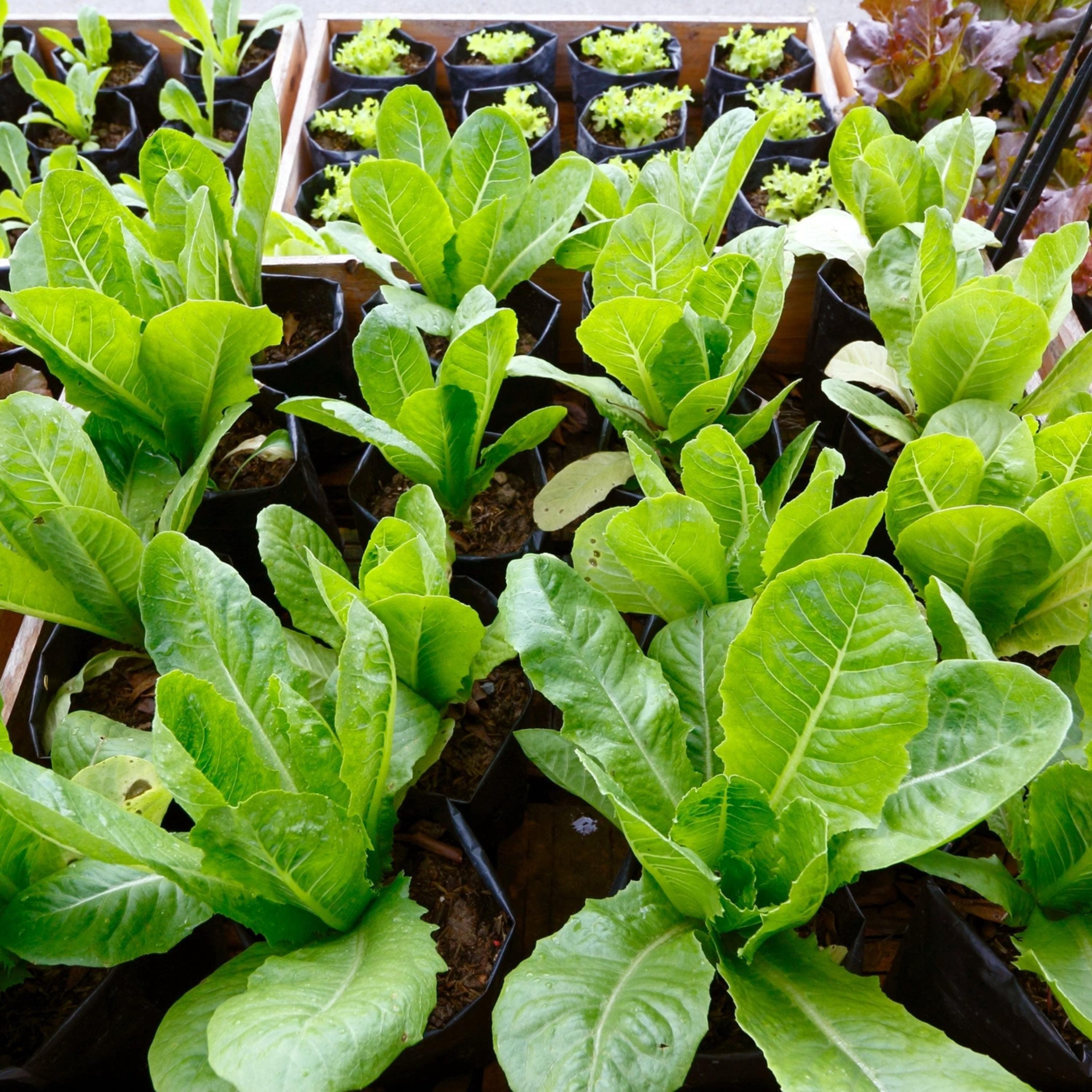 Romaine Lettuce Seeds - Organic & Non Gmo Lettuce Seeds - Heirloom Lettuce Seeds – Vegetable Seeds - USA Garden Seeds - Grow Lettuce At Home