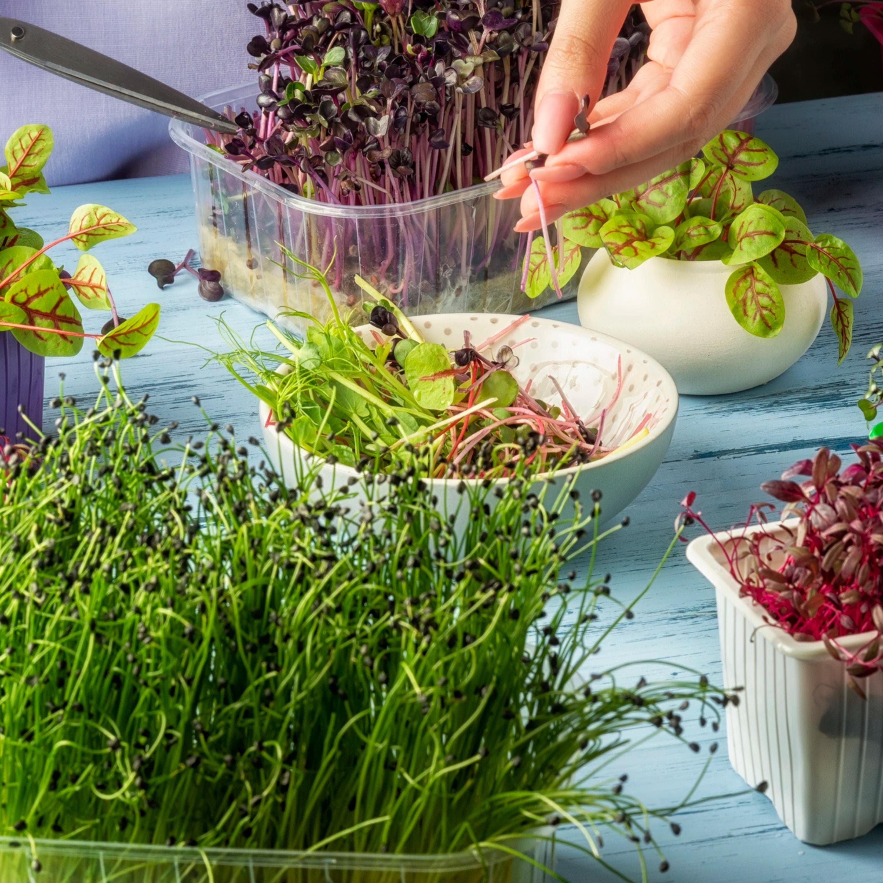 Cabbage, Broccoli, Cilantro Microgreen Seed Blend - Organic & Non-GMO - Grow Your Own Microgreens At Home