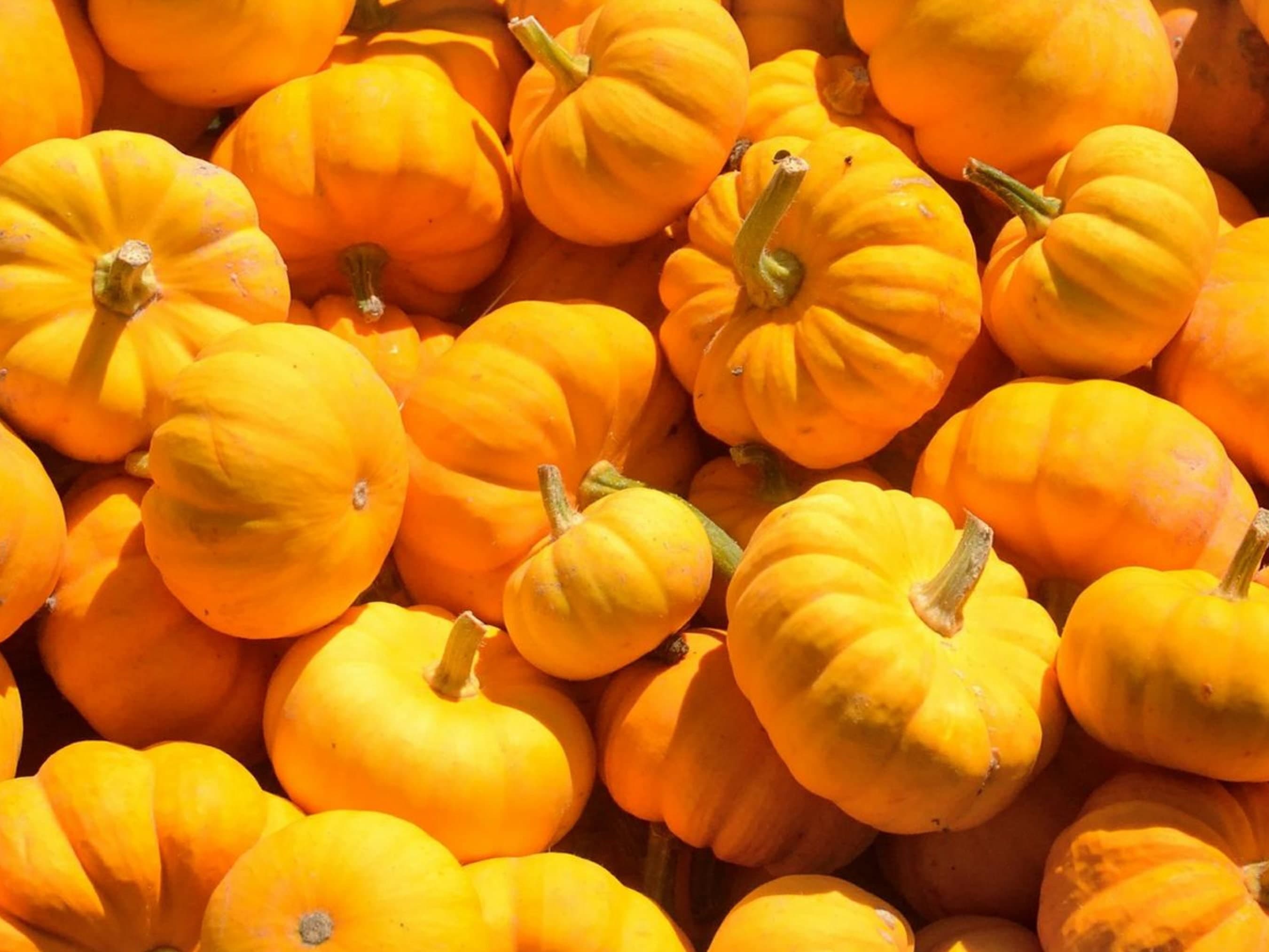 Sugar Pie Pumpkin Seeds - Organic & Non Gmo Pumpkin Seeds - Heirloom Seeds - Grow Your Own Pumpkins At Home - Fast Growing Variety!