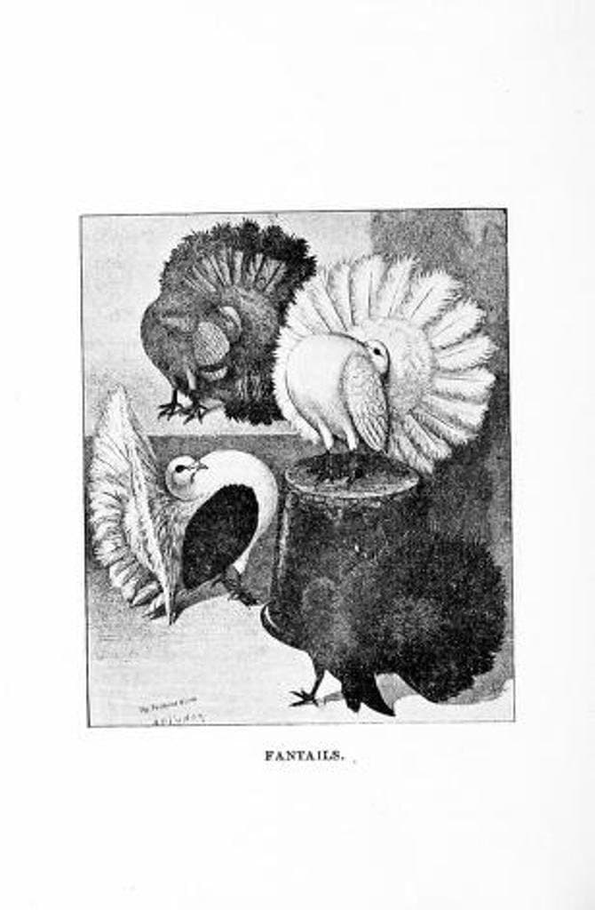 50 Rare Old Books on Pigeon Fancying breeding racing lofts - Instant PDF Download - image 5