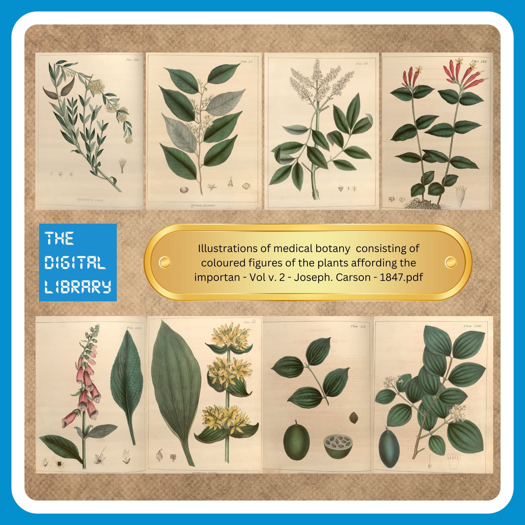 365 Rare Old Books on Herbs and Herbal Medicine Medicinal Plants Medical Botany Apothecary Remedies Tinctures Cures - Instant PDF Download - image 5