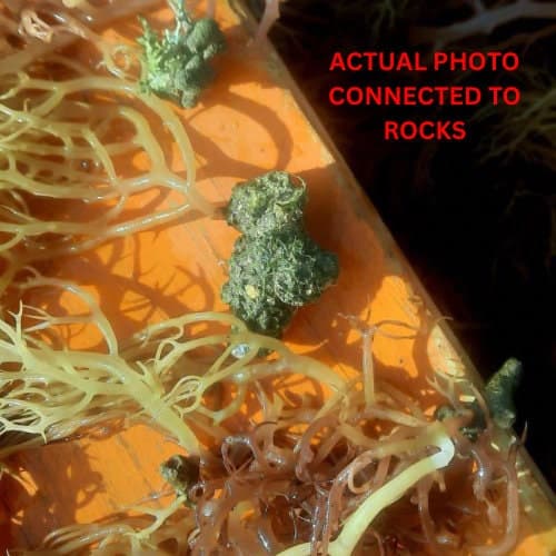 Chlorella Sea Moss, Shilajit, Black Seed Oil, Honey and 8 Herbs - image 4