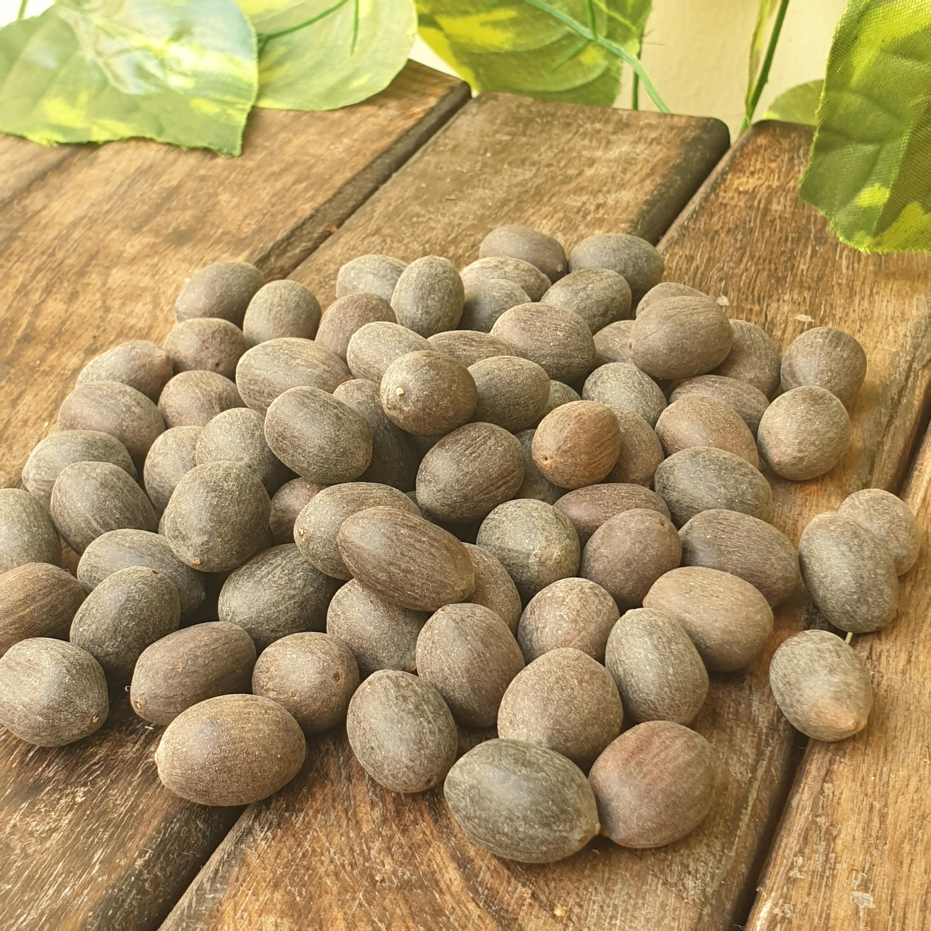 lotus seeds,
kamal gutta gatta,
nelumbo nucifera,
pooja supari,
betel nuts,
dried areca nuts,
pavitra pooja nuts,
religious rituals,
hindu pooja items,
pooja kit for home,
havan pooja,
worship and prayer,
laddu gopal,