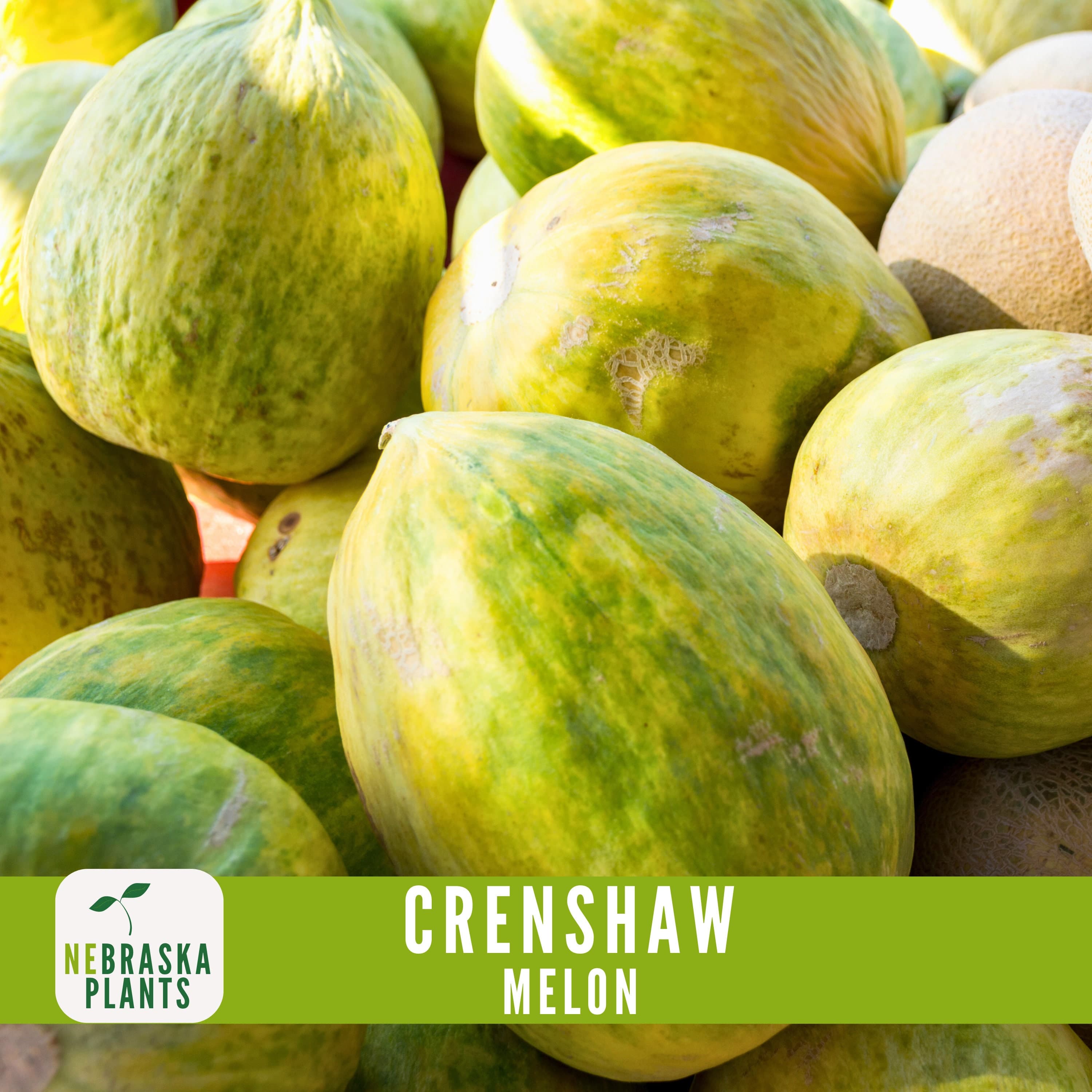 Crenshaw Melon Seeds - Delicious and Unique Heirloom Melons for your Garden! - image 3