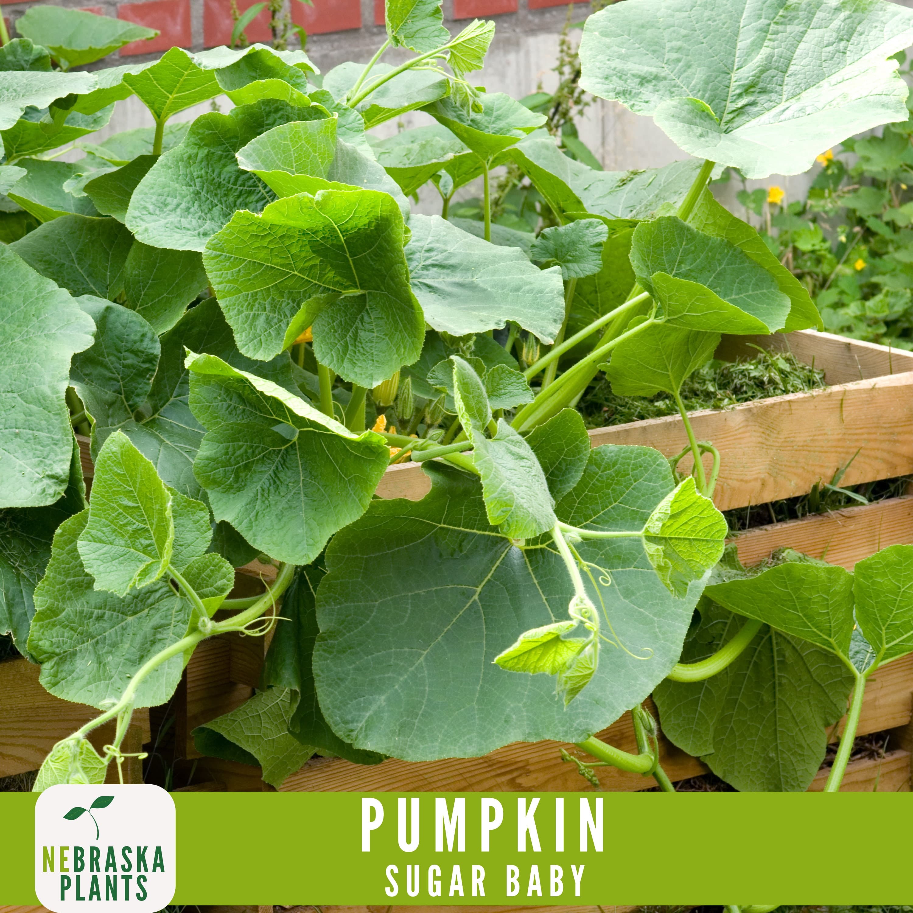 Sugar Pie Pumpkin Seeds - Celebrate the Spirit of Autumn with Heirloom, Non-GMO Pumpkin Seeds - image 4