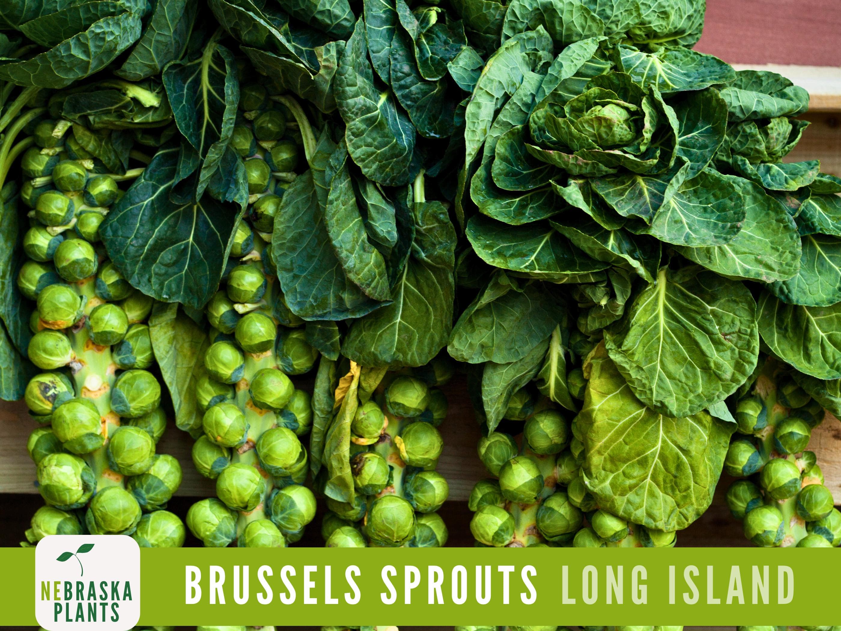 Long Island Brussels Sprouts Seeds - 100+ Heirloom, Non-GMO, Premium Seeds for a Bountiful Harvest!