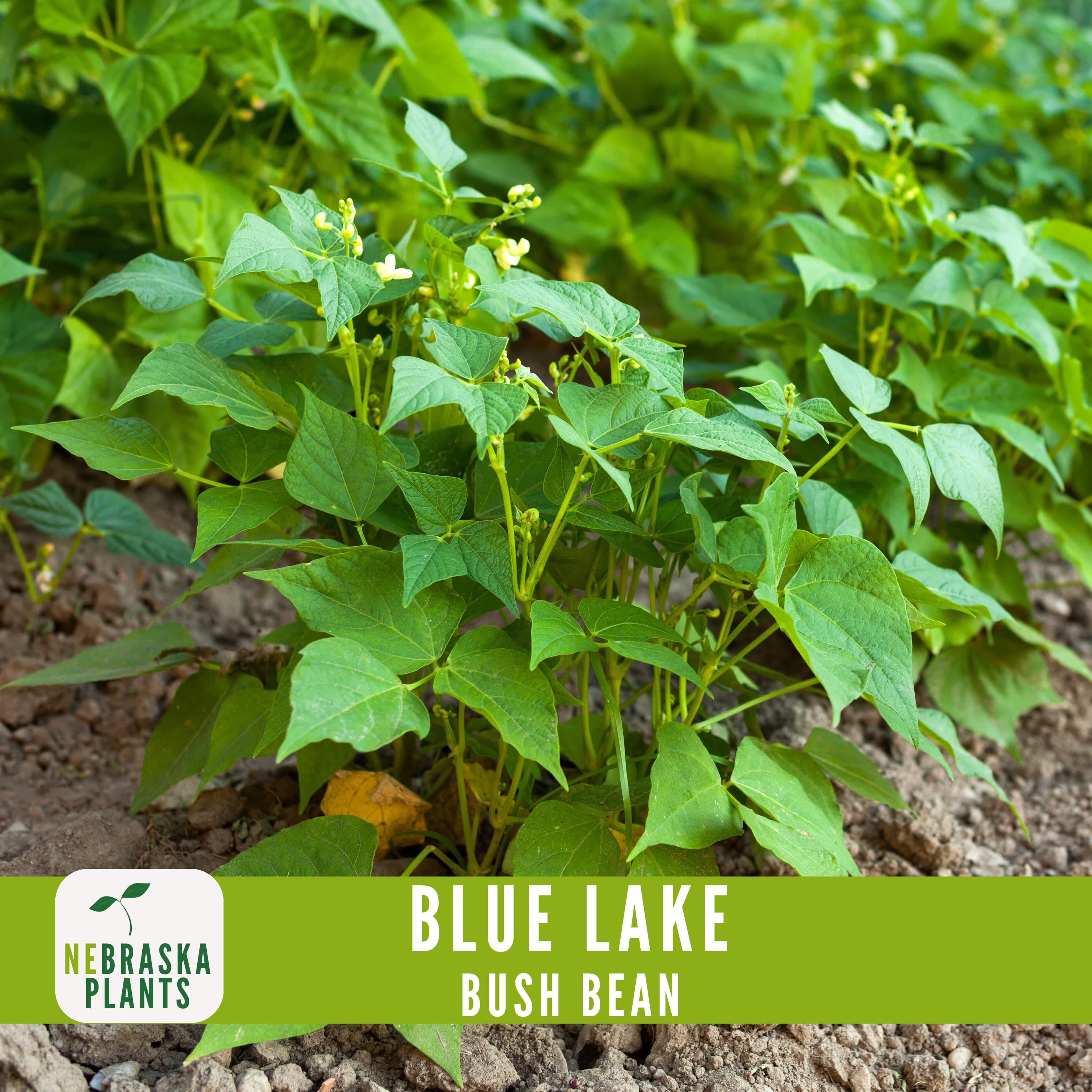 Blue Lake Bush Beans - Heirloom Classic Beans for Home Gardeners! - image 5