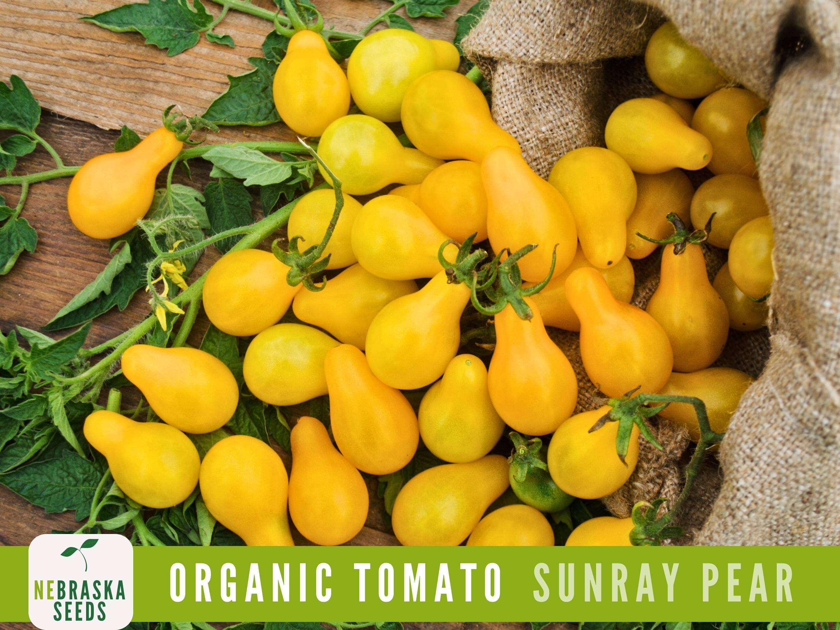 Close-up of bright yellow, pear-shaped tomatoes glistening in the sun