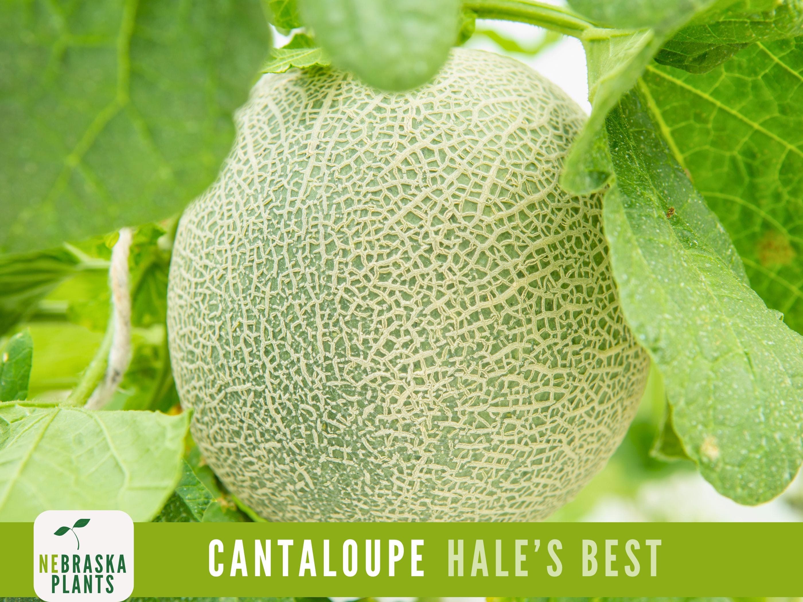 Hale's Best Cantaloupe Seeds - Jumbo Heirloom Cantaloupe Seeds - image 4