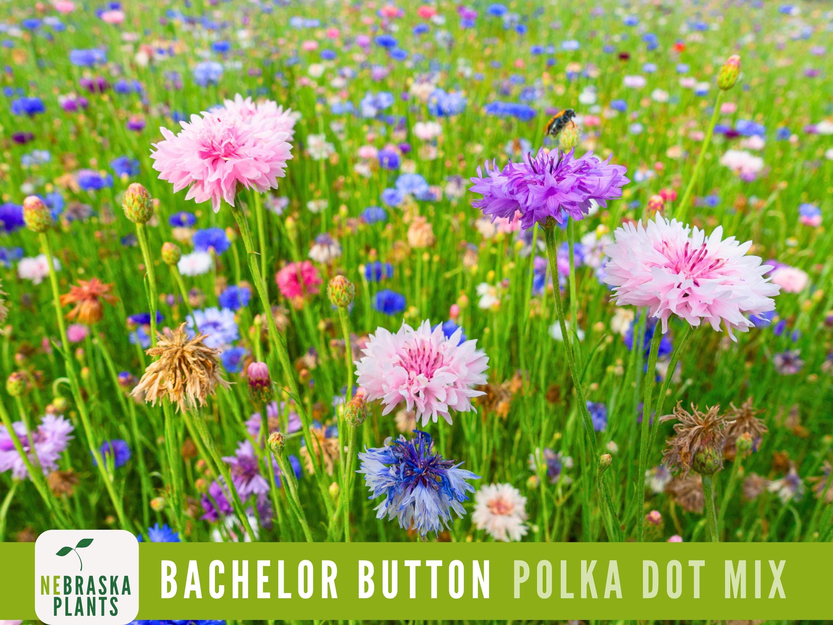Polka Dot Bachelor Button flowers in purple, pink and blue being pollinated by. bee.