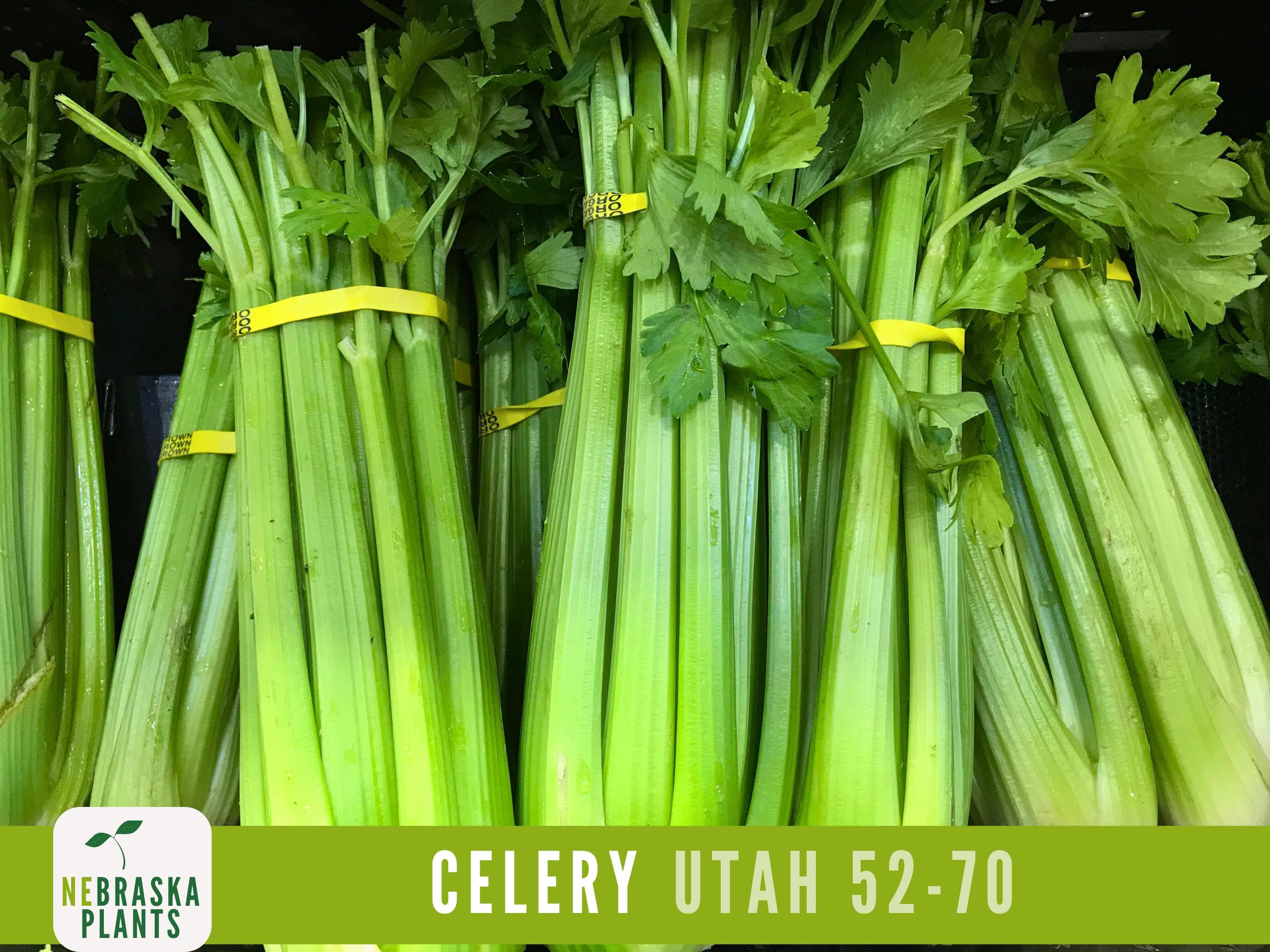 Celery Seeds - Utah 52-70 Celery Seeds - image 3
