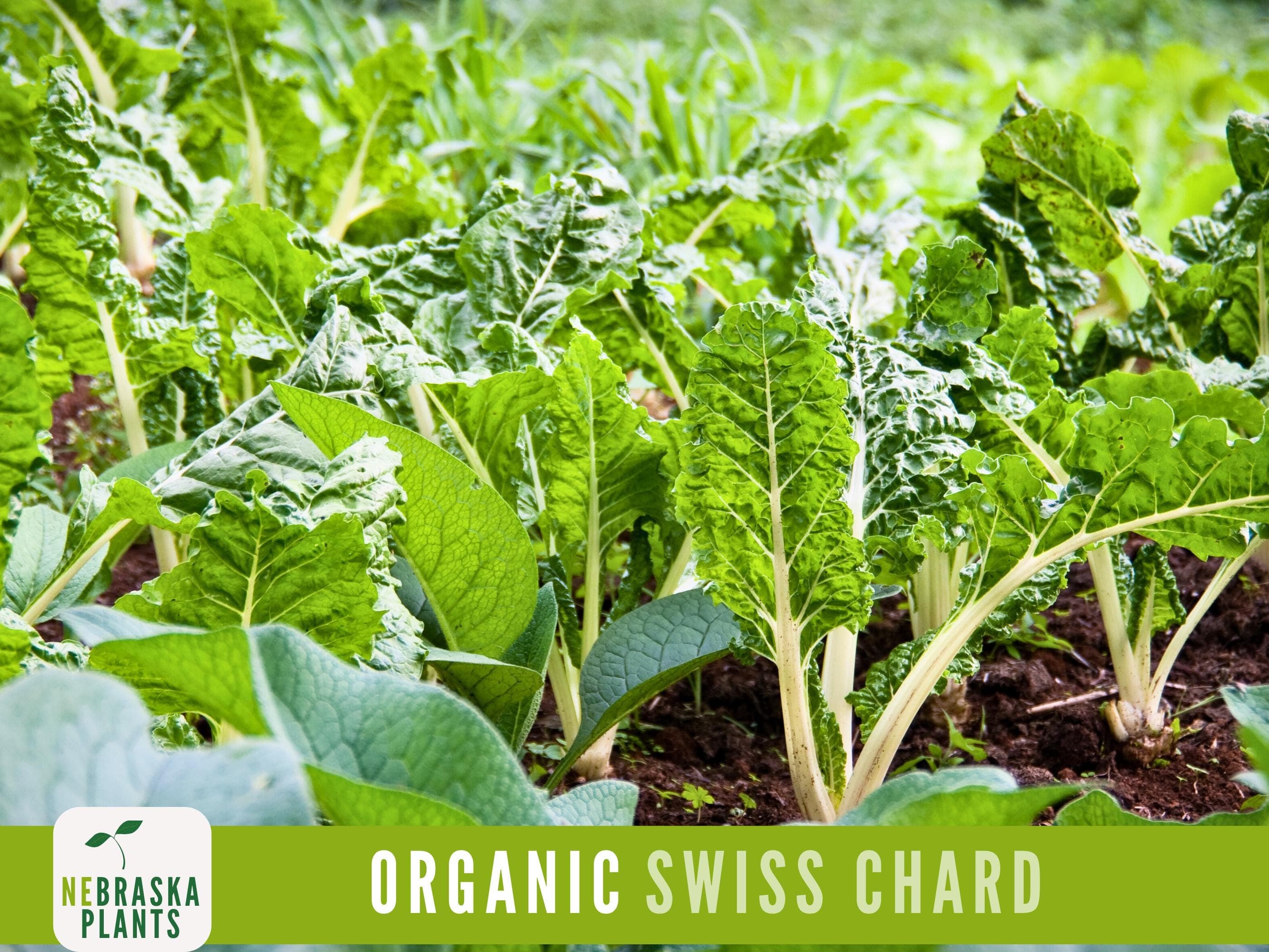 Organic Swiss Chard Seeds - Fordhook Giant Swiss Chard Heirloom Seeds