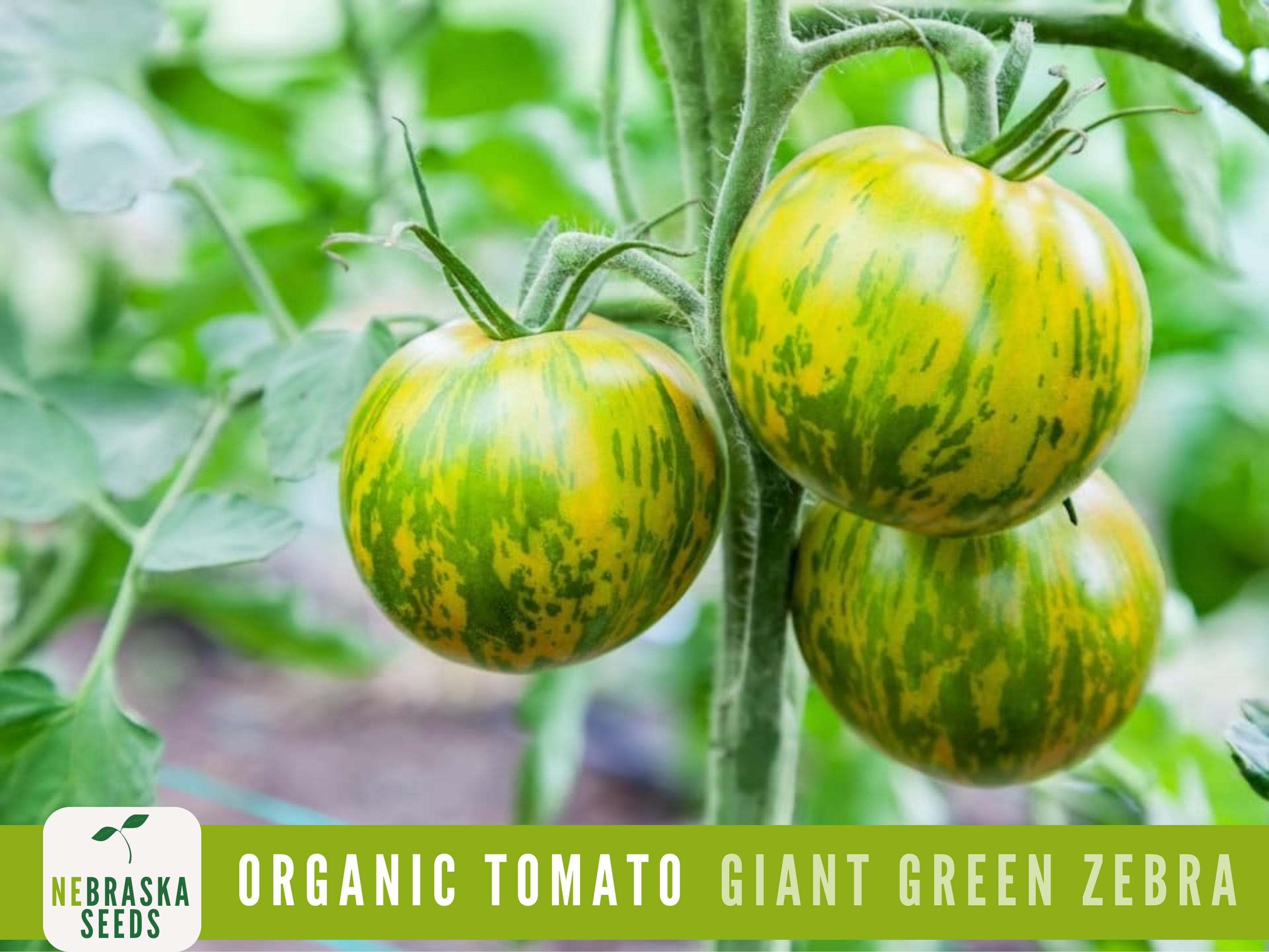 Giant Green Zebra Organic Tomato Seeds - Heirloom Striped Green Tomato with a Sweet & Tangy Flavor