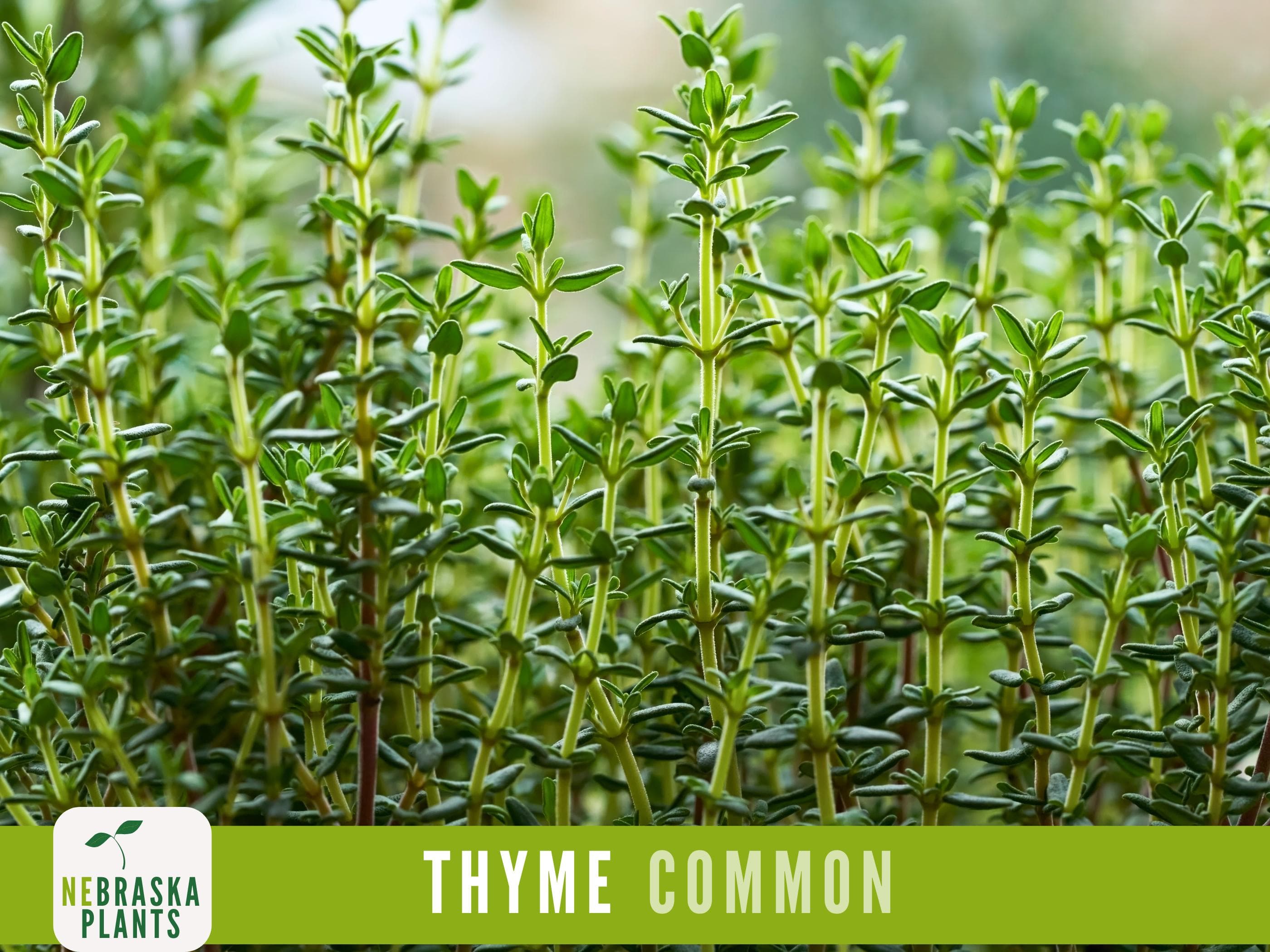 Common Thyme Seeds - Heirloom Thyme Herb Seeds