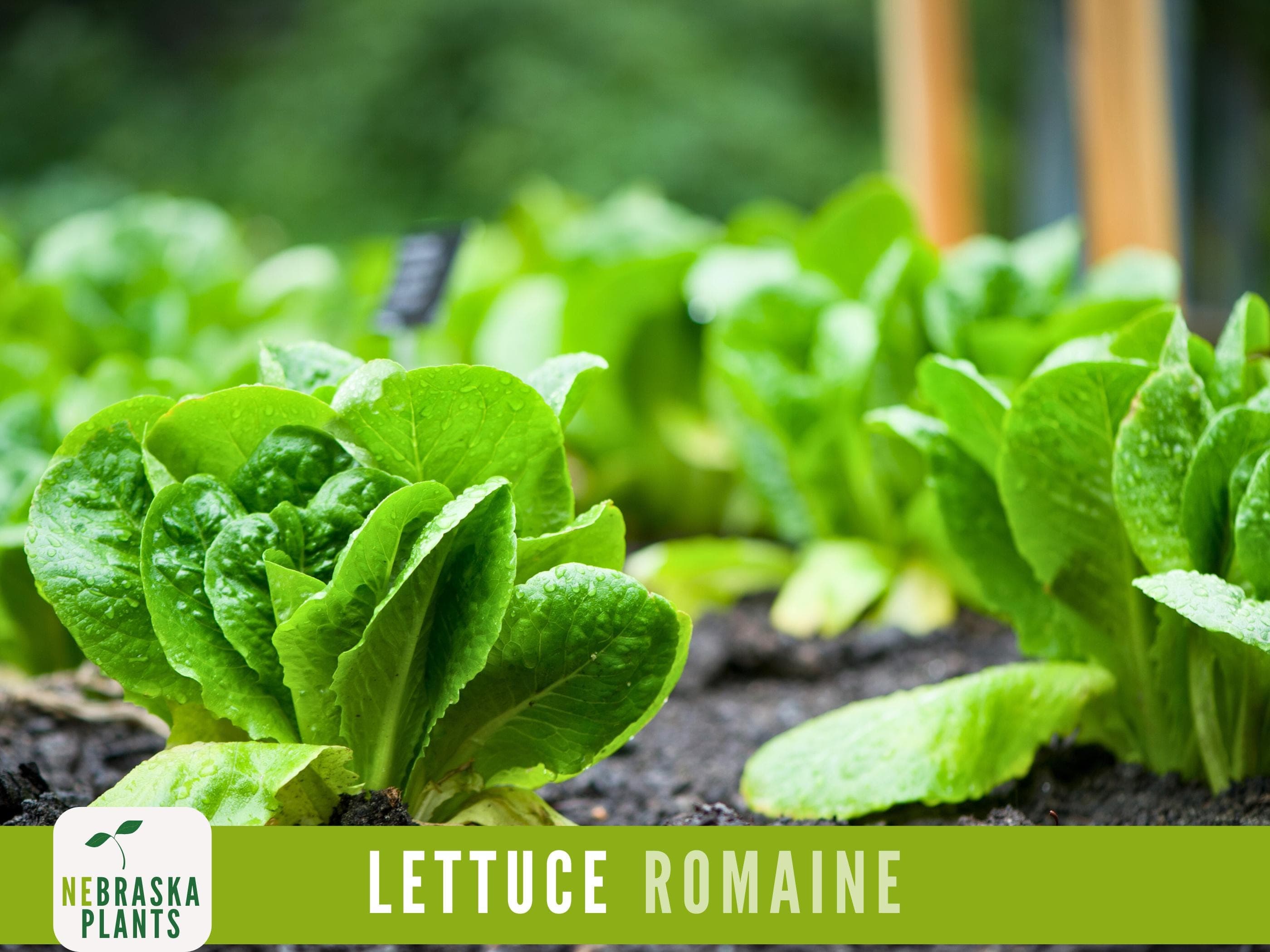 Romaine Lettuce Seeds - Heirloom Romaine Lettuce Garden Seeds