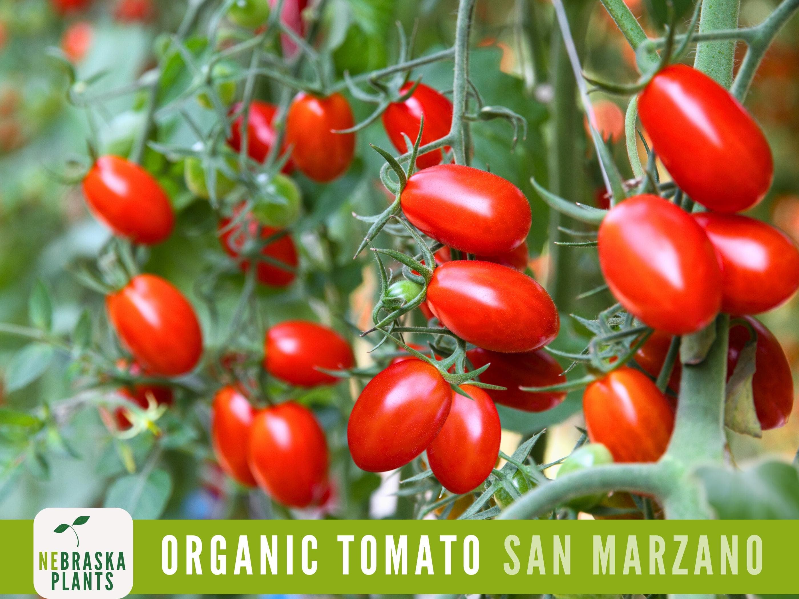 San Marzano Organic Tomato Seeds - Heirloom, Non-GMO - Grow the Authentic Italian Flavor!