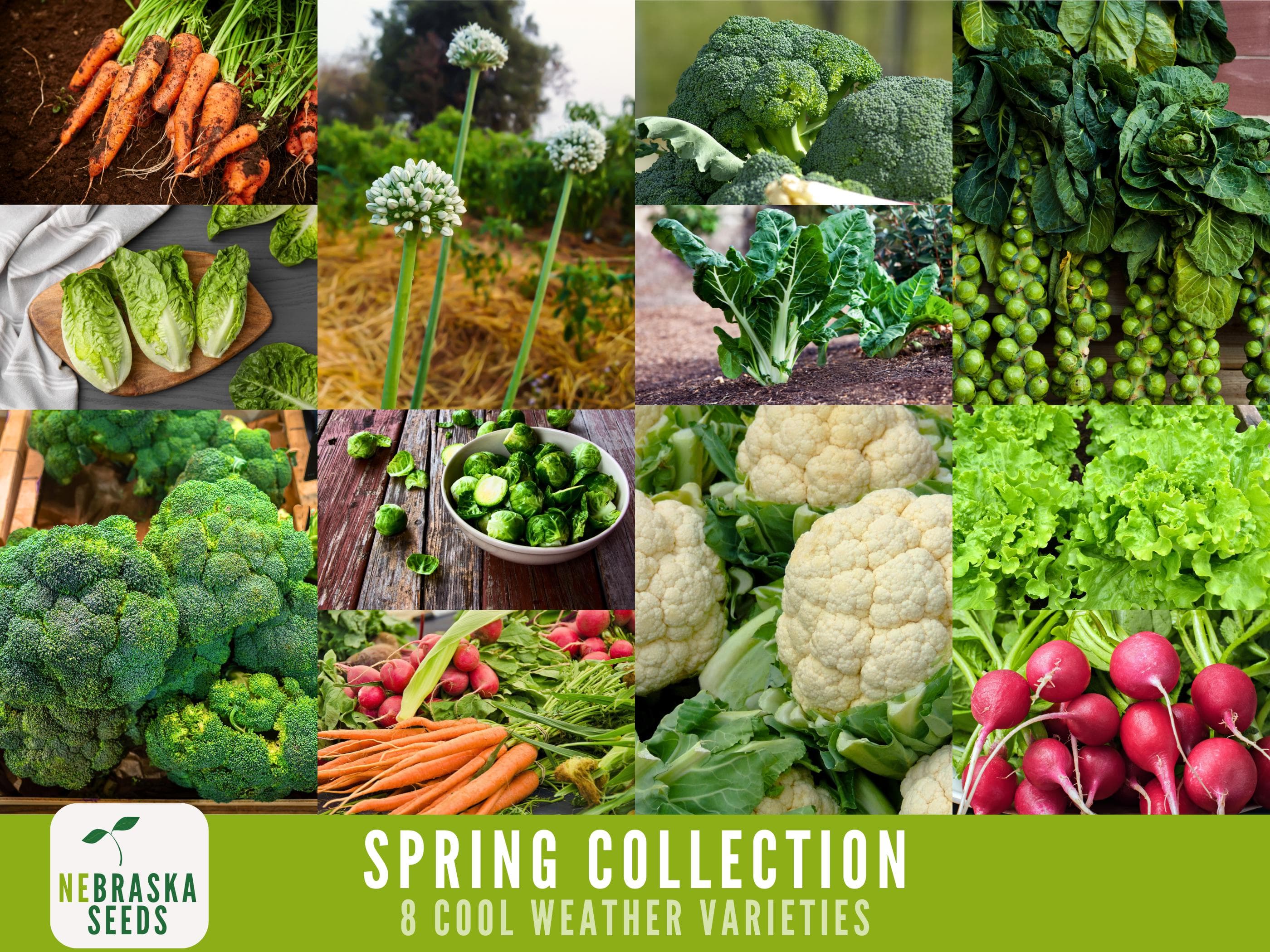 Cool Weather Seed Collection - 8 Heirloom Vegetable and Herb Seeds Perfect for Planting a Spring or Fall Garden!