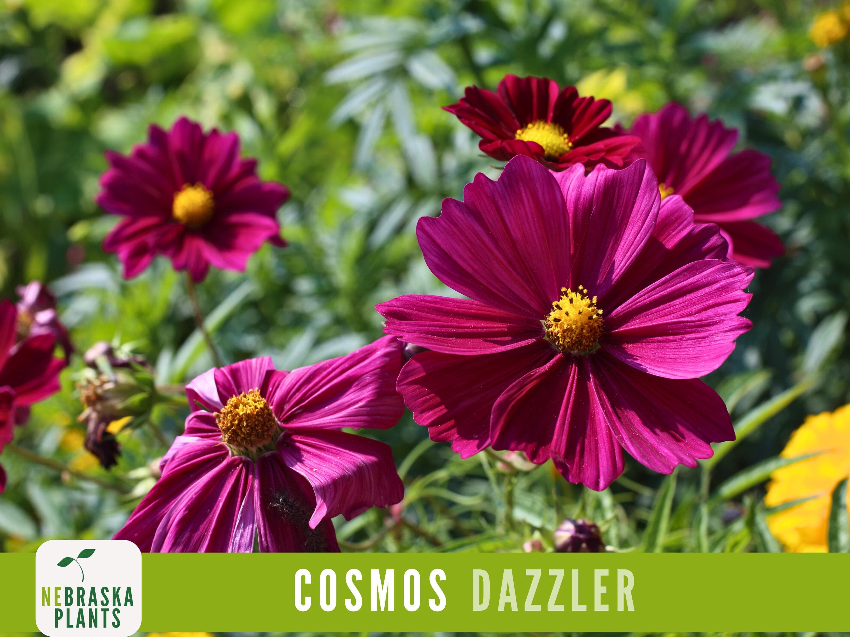 Dazzler Cosmos flowers in a sunny meadow attracting bees and butterflies.