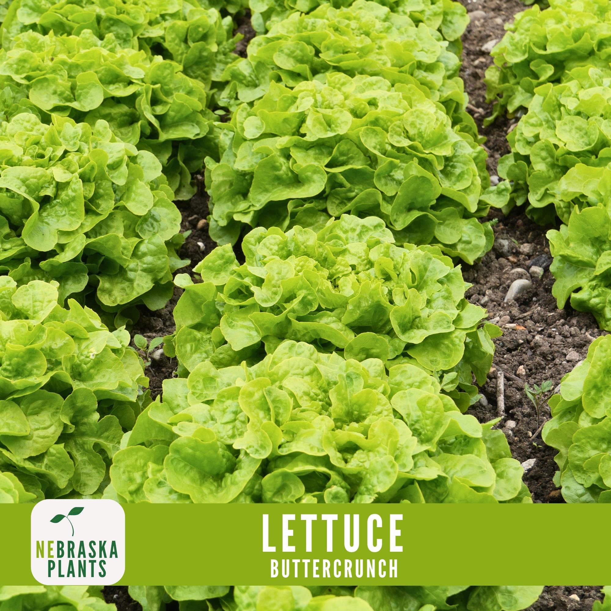 Lettuce Seeds - Buttercrunch Lettuce Heirloom Garden Seeds - image 3