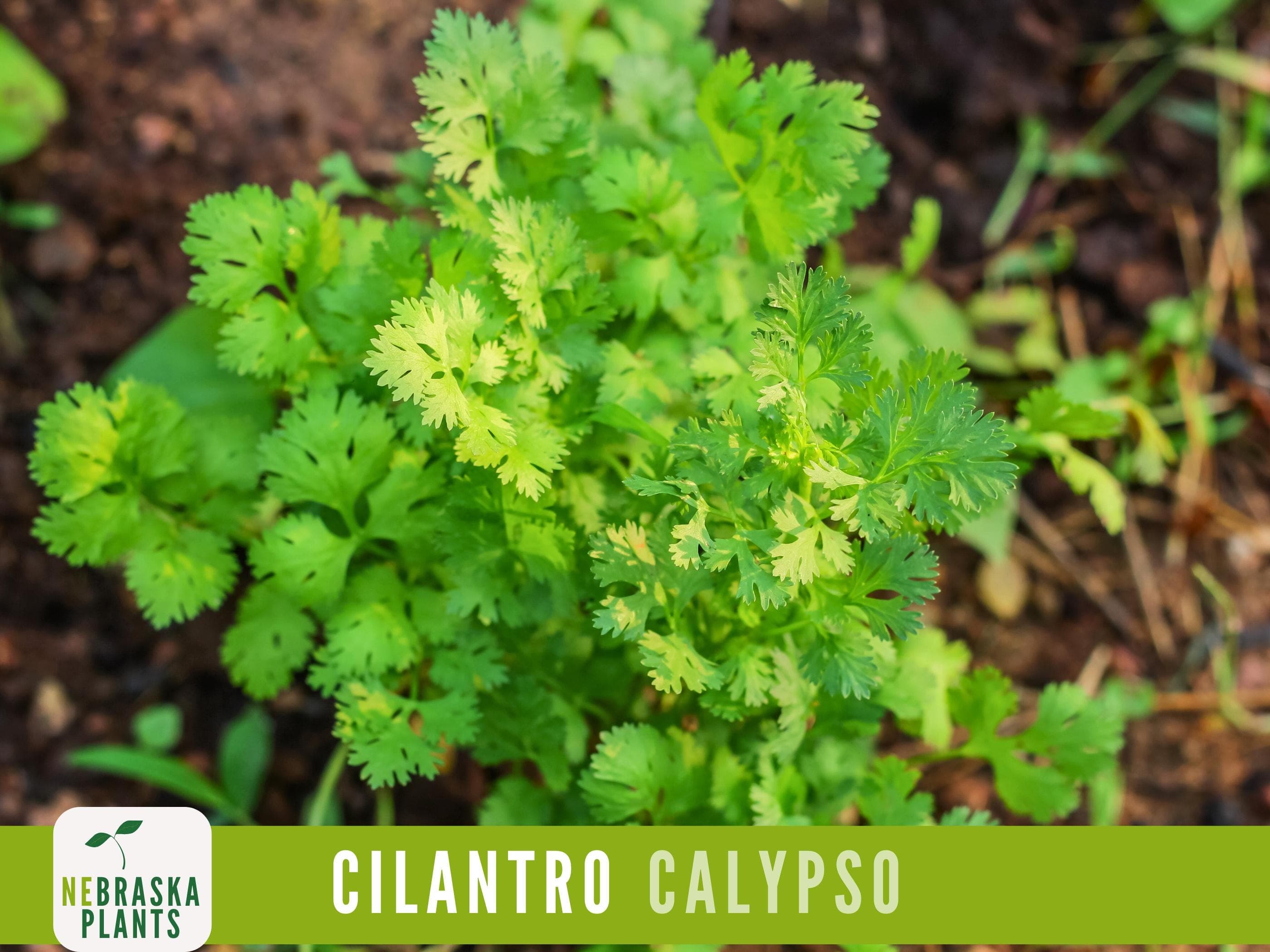 Cilantro Seeds - Calypso Cilantro Heirloom Garden Seeds