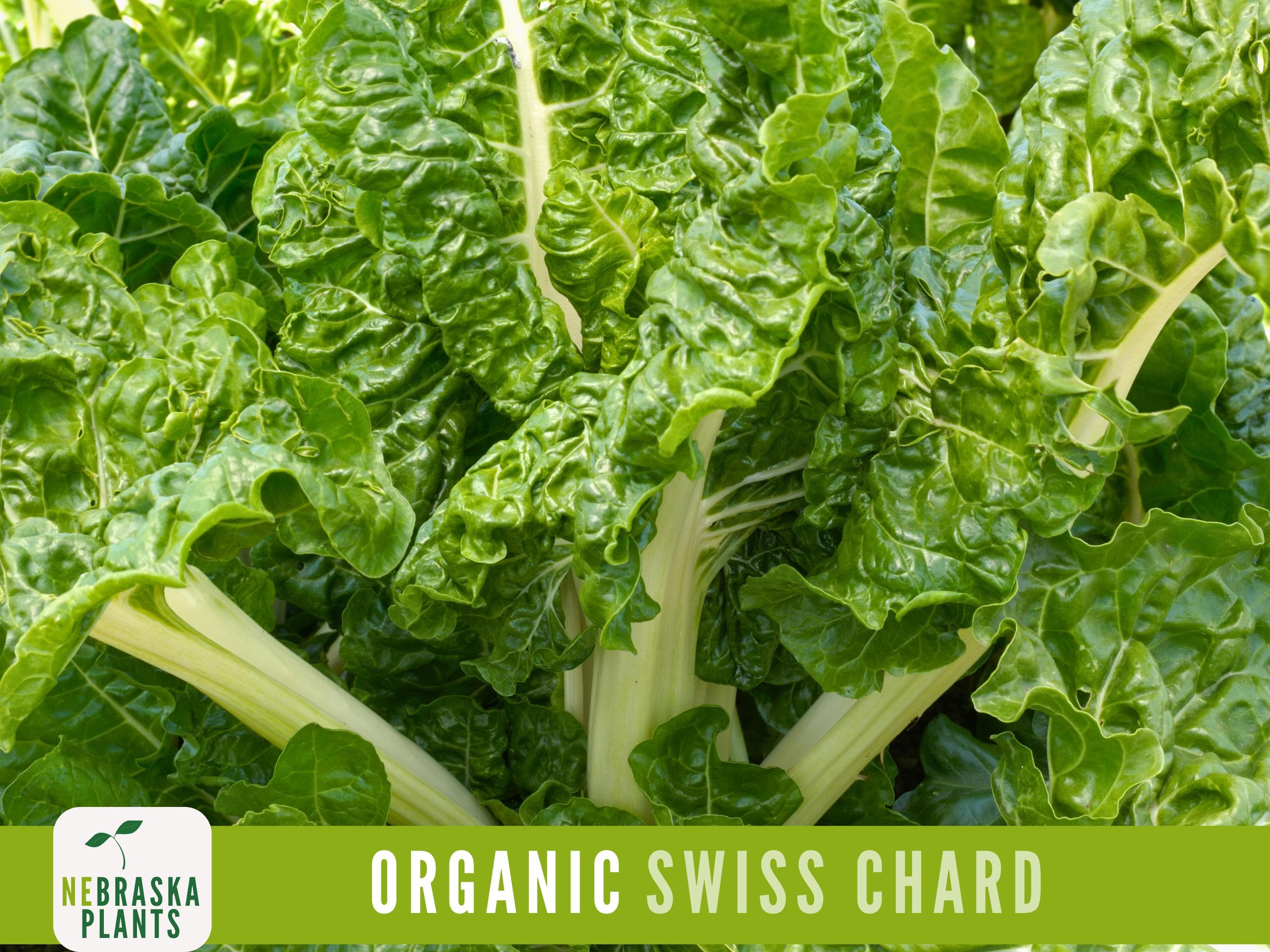 Organic Swiss Chard Seeds - Fordhook Giant Swiss Chard Heirloom Seeds - image 3