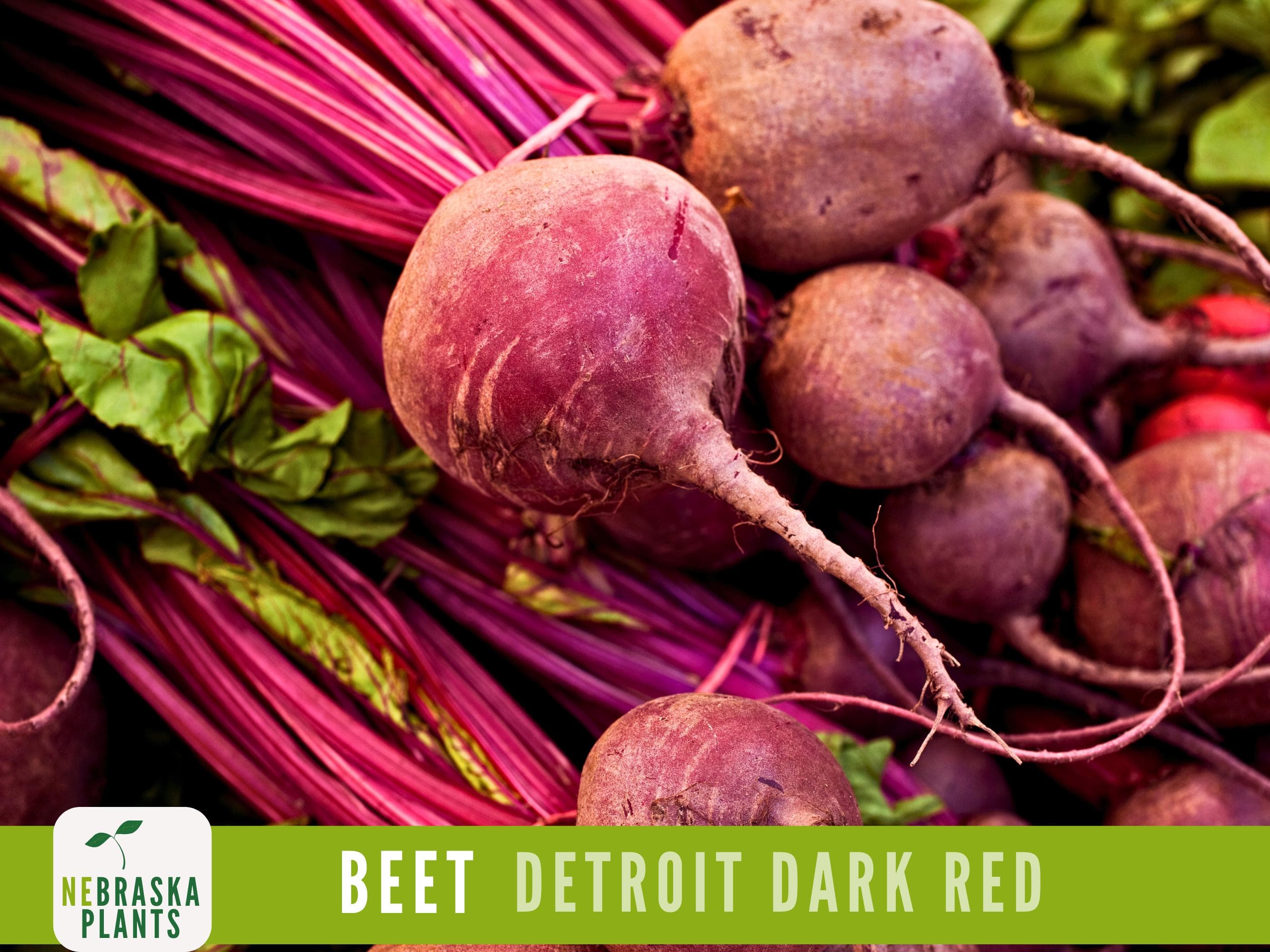 Beet Seeds - Detroit Dark Red - Heirloom Beet Seeds