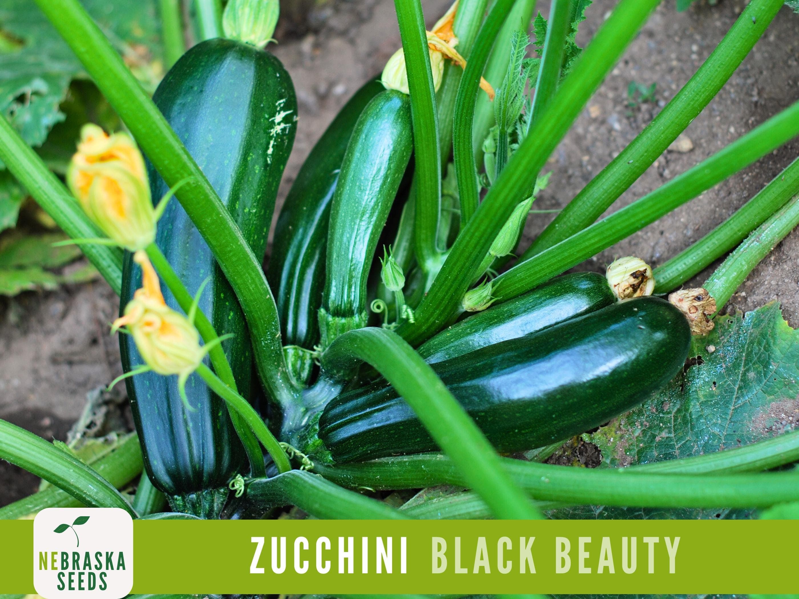 Zucchini Seeds - Black Beauty Heirloom Zucchini Squash Seeds