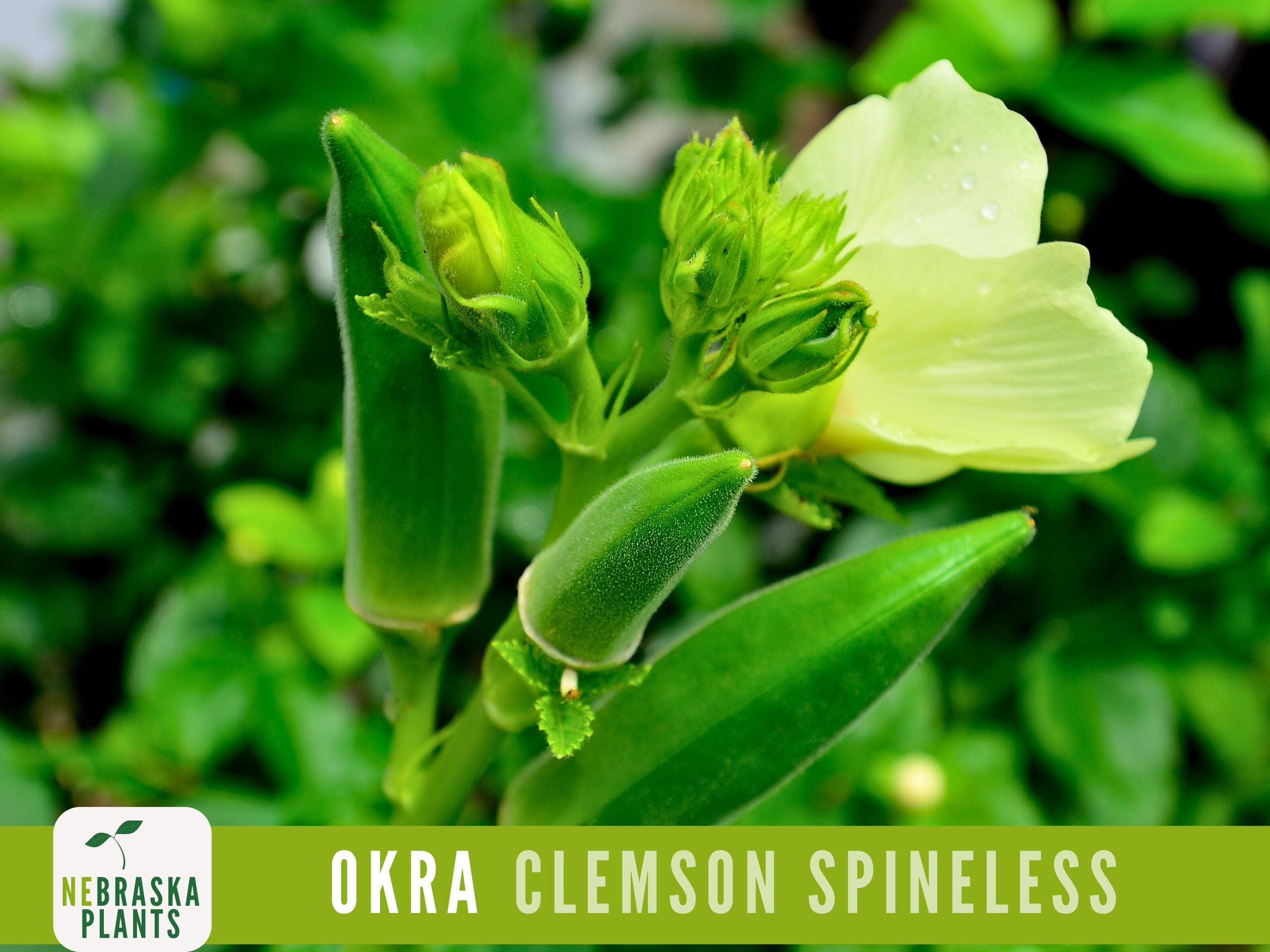 Clemson Spineless Okra Seeds - Grow an Heirloom Southern Delight in Your Home Garden!