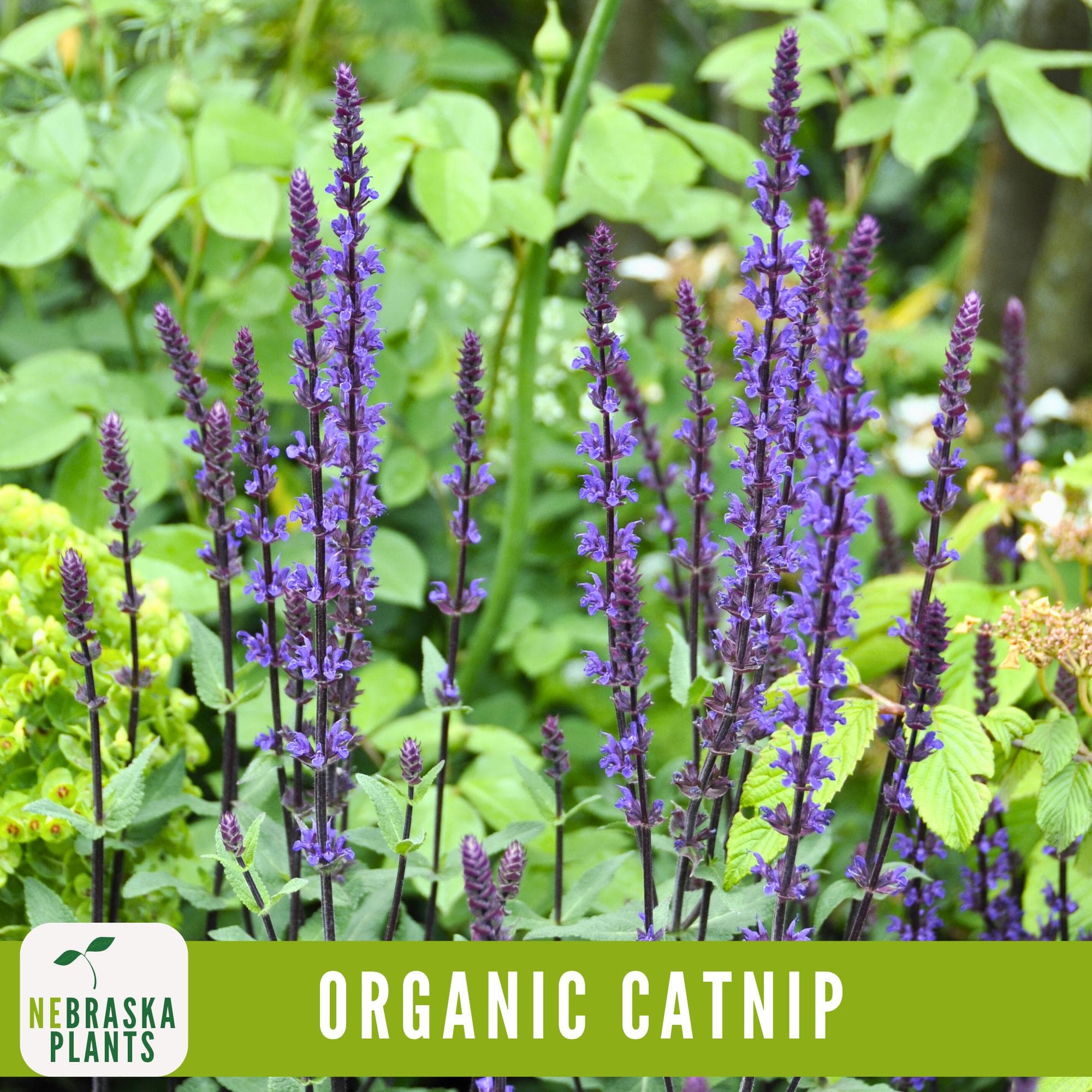 Catnip plant in full bloom with small, pale lavender flowers attracting pollinators.