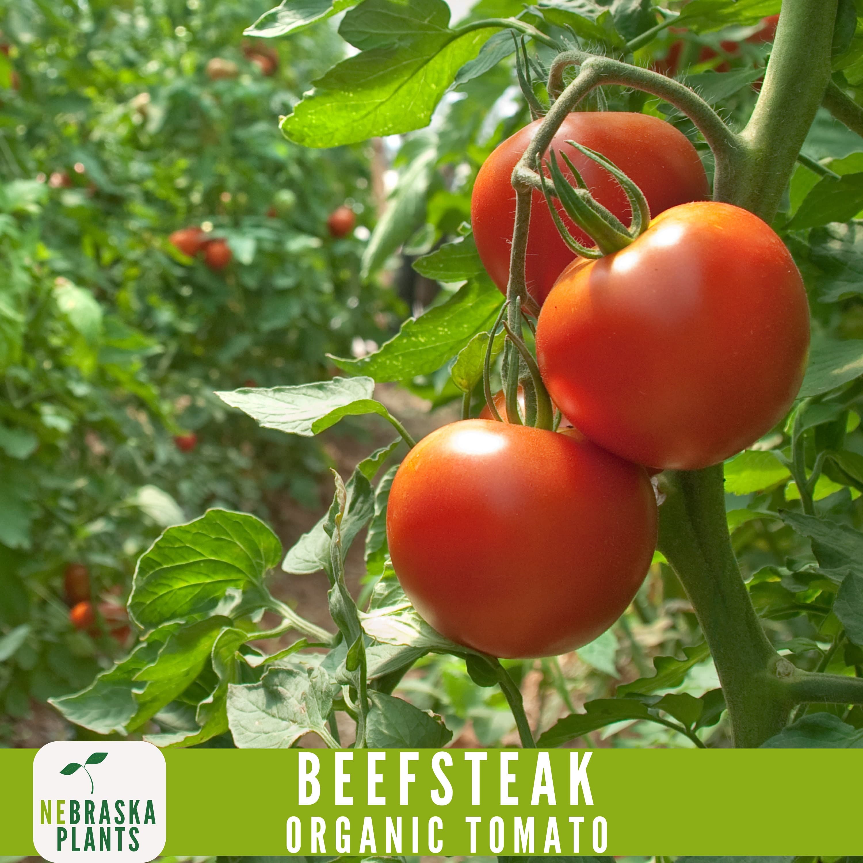 Organic Beefsteak Tomato Seeds - Juicy Heirloom Giants for Home Gardens! - image 5
