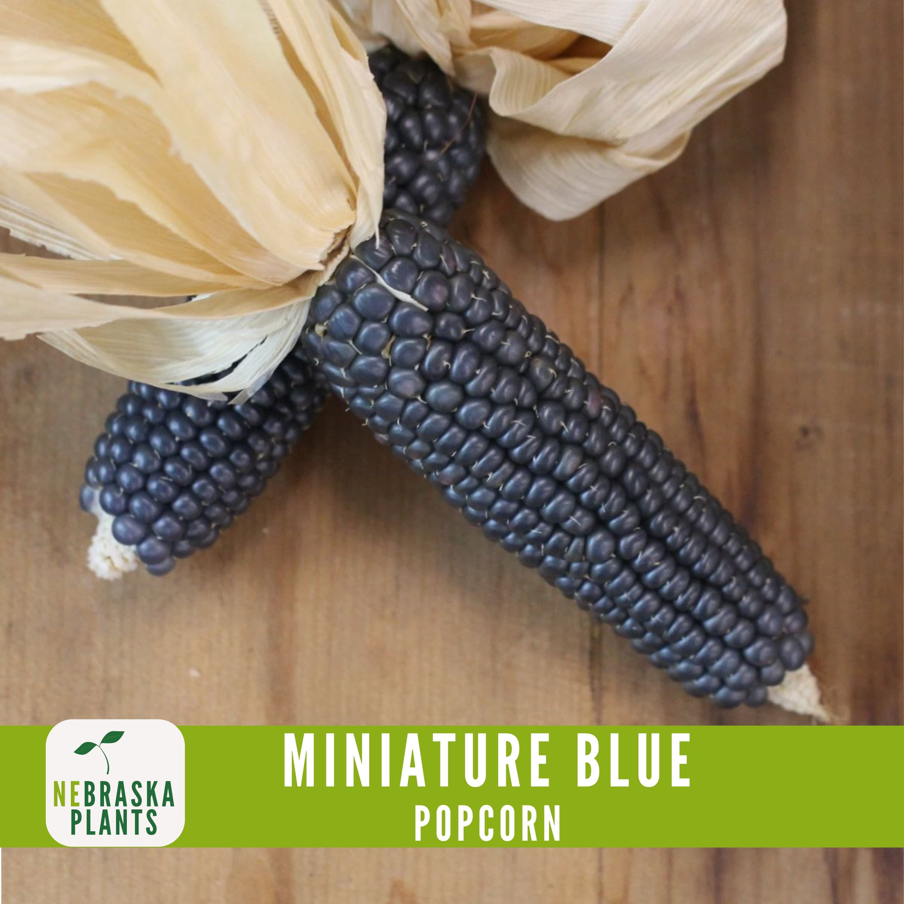 Rare Miniature Blue Popcorn Seeds - Grow Unique Heirloom Popcorn Seeds in your own Backyard! - image 4