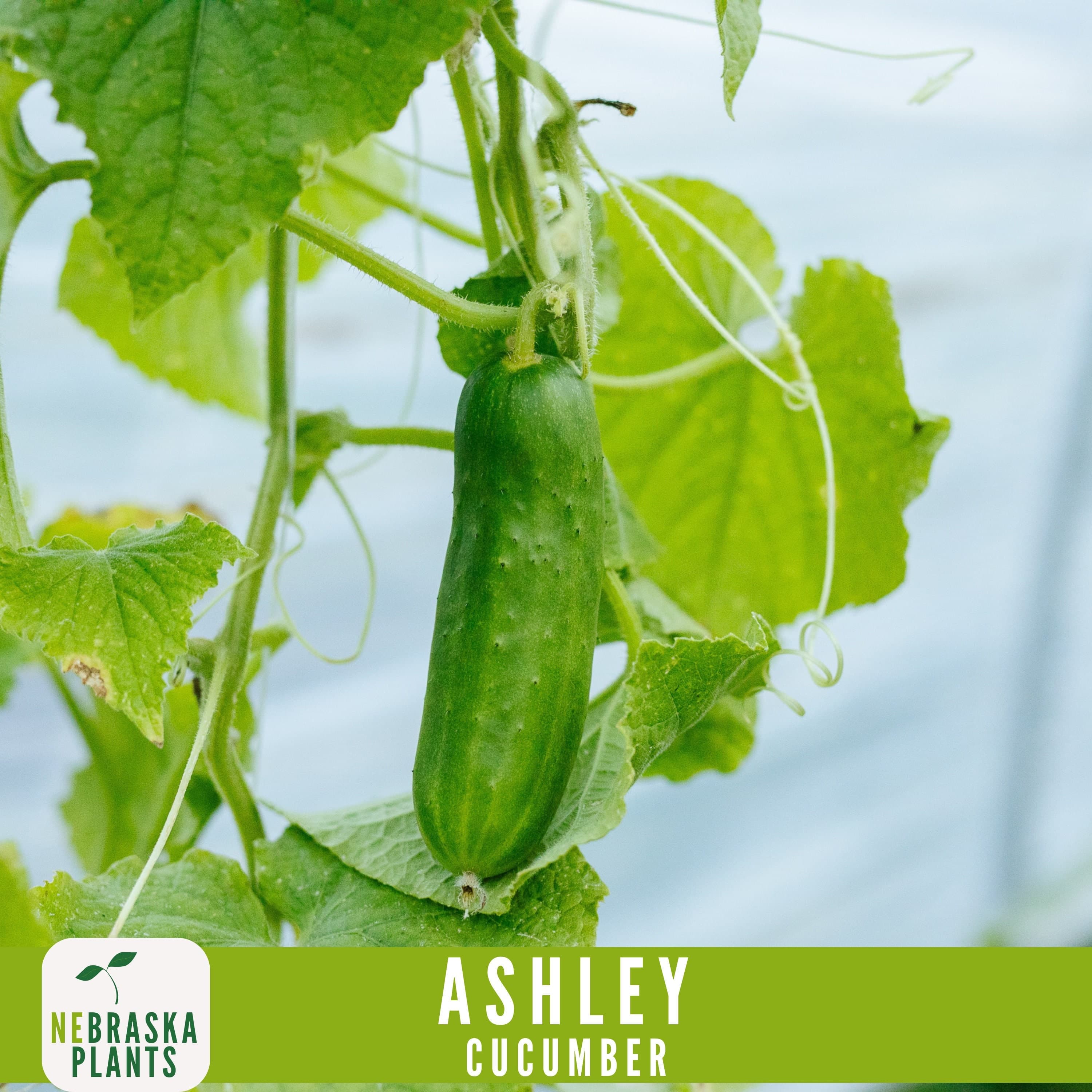 Ashley Cucumber Seeds - Heirloom, Non-GMO - Grow Crisp Fresh Cucumbers at Home! - image 3