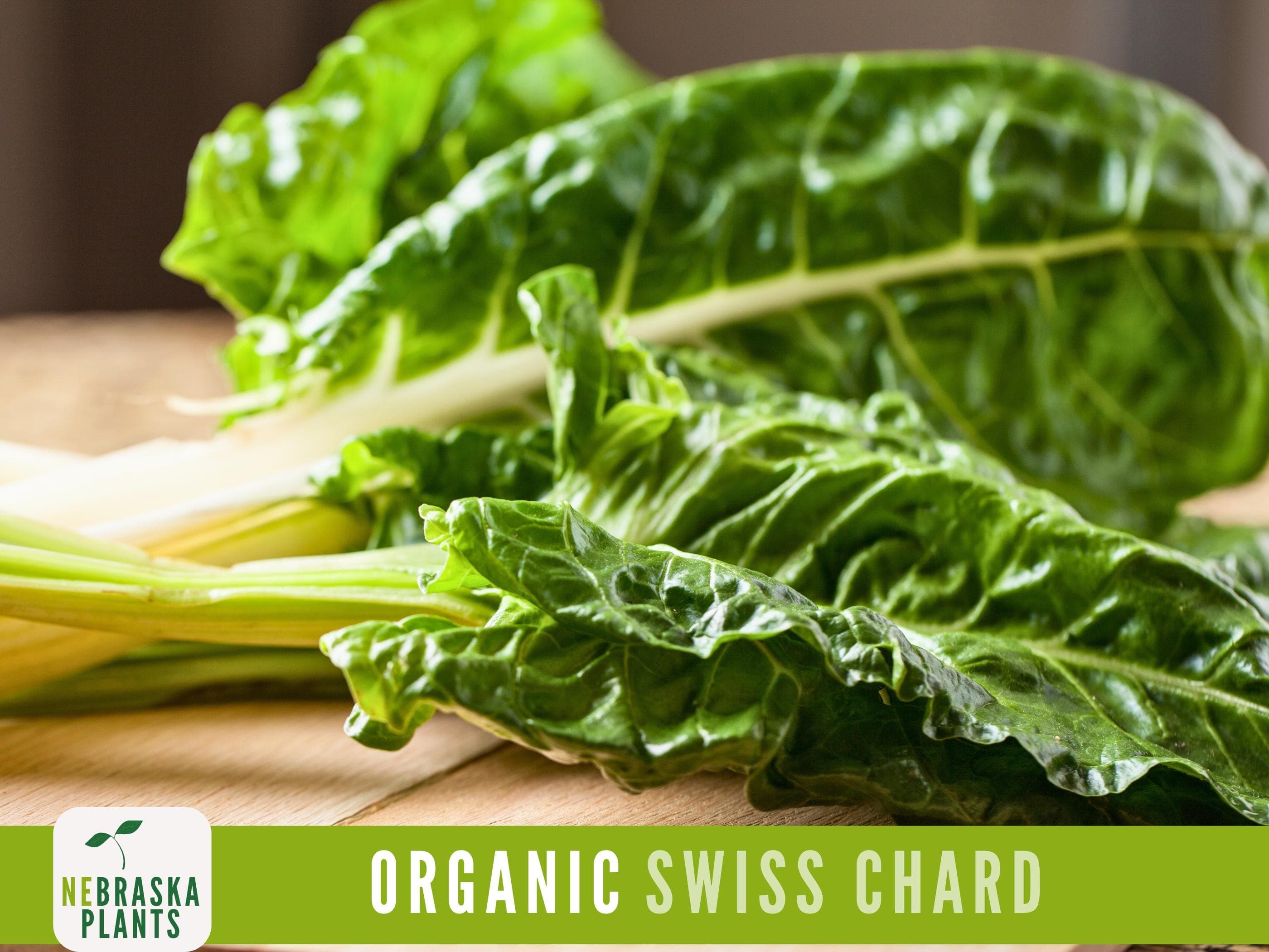 Organic Swiss Chard Seeds - Fordhook Giant Swiss Chard Heirloom Seeds - image 4