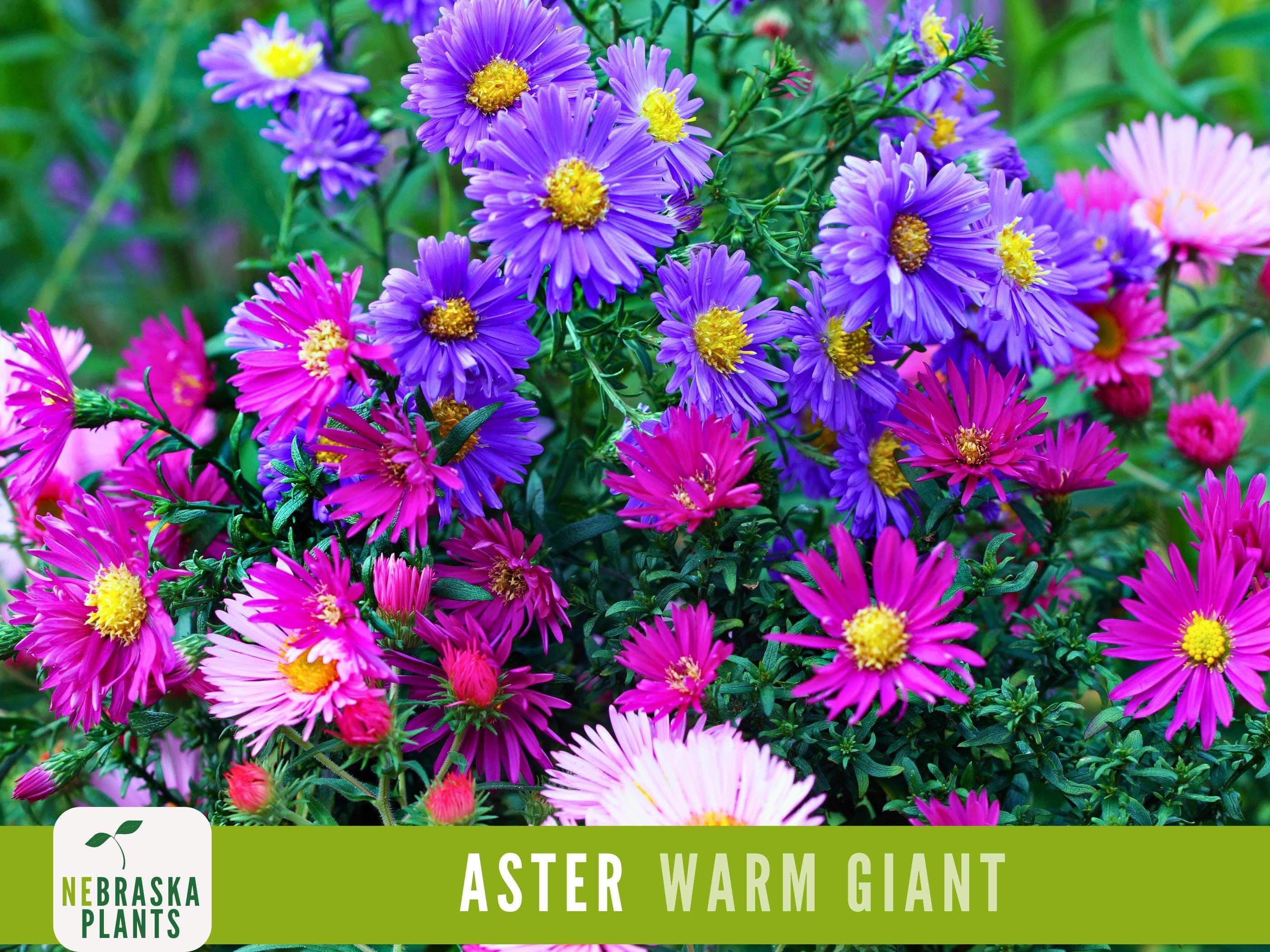 Warm Giant Aster Seeds - Vibrant Multi-Color Blooms for your Pollinator- Friendly Flower Garden!